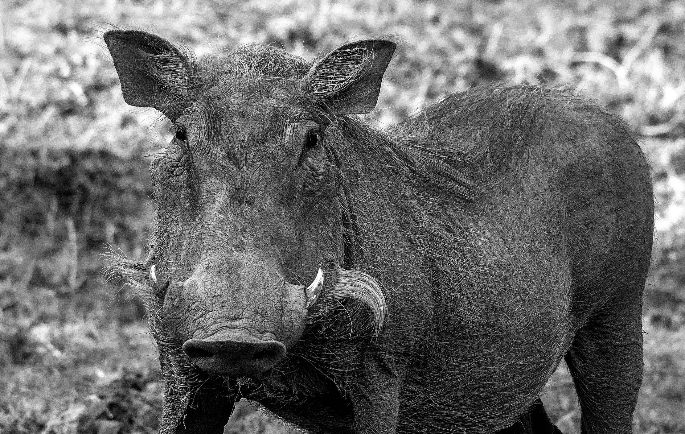 Zambia 2015 - Fagocero B&W