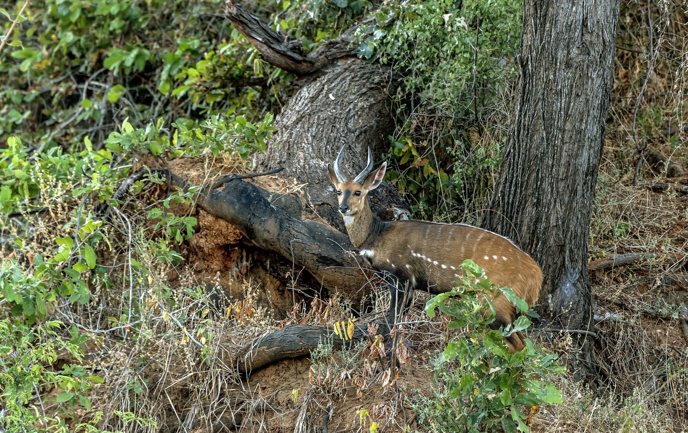 Zambia 2015 - Imbabala ( Tragelaphus sylvaticus)