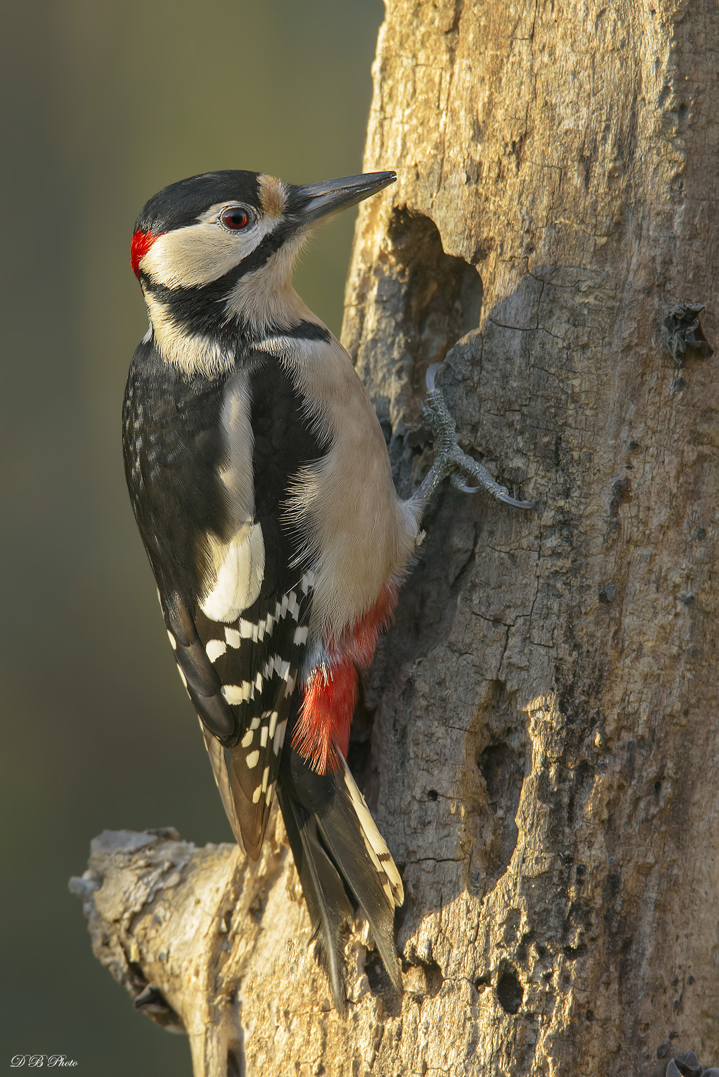Spotted Woodpecker - Dendrocopos major