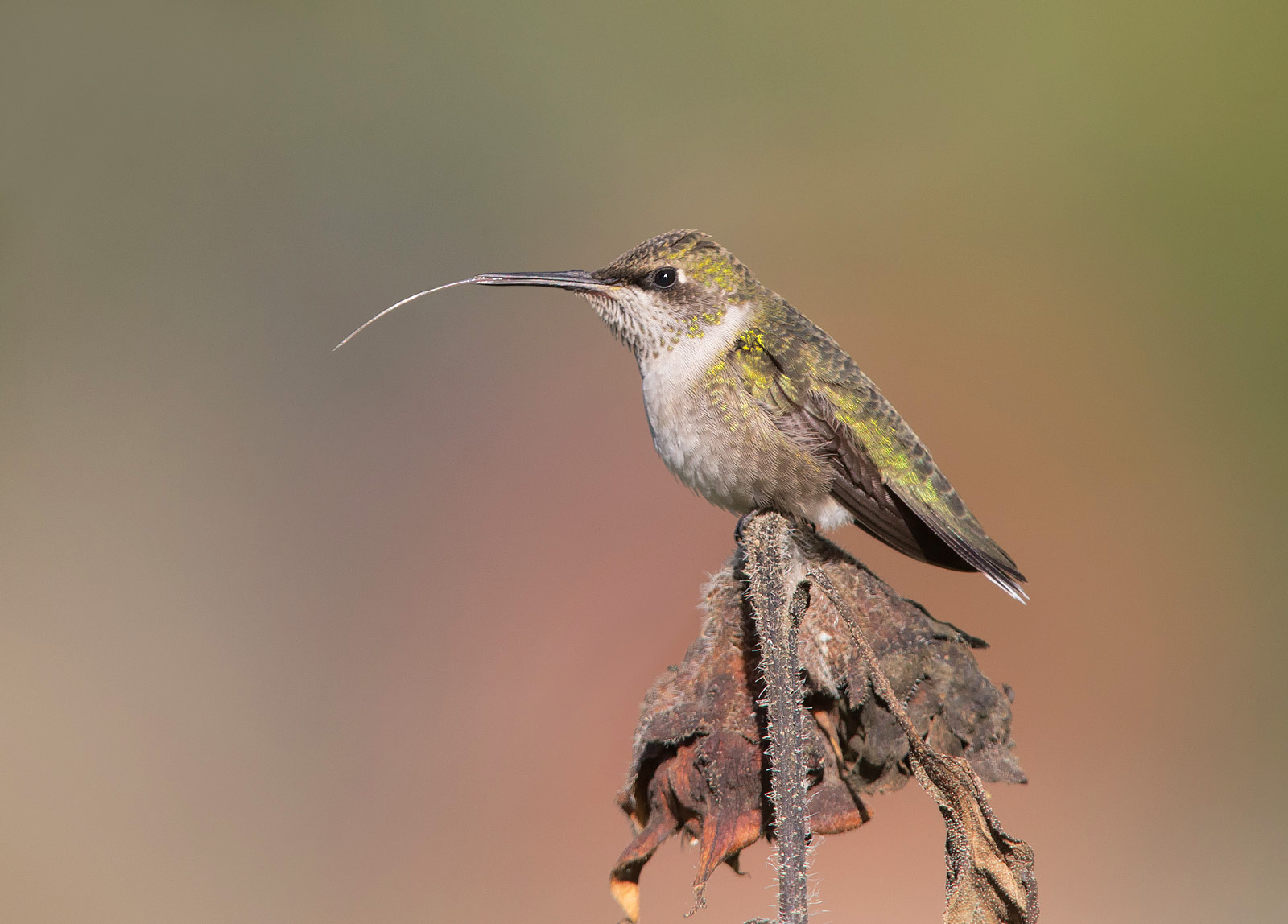 Ruby-throated Hummingbird