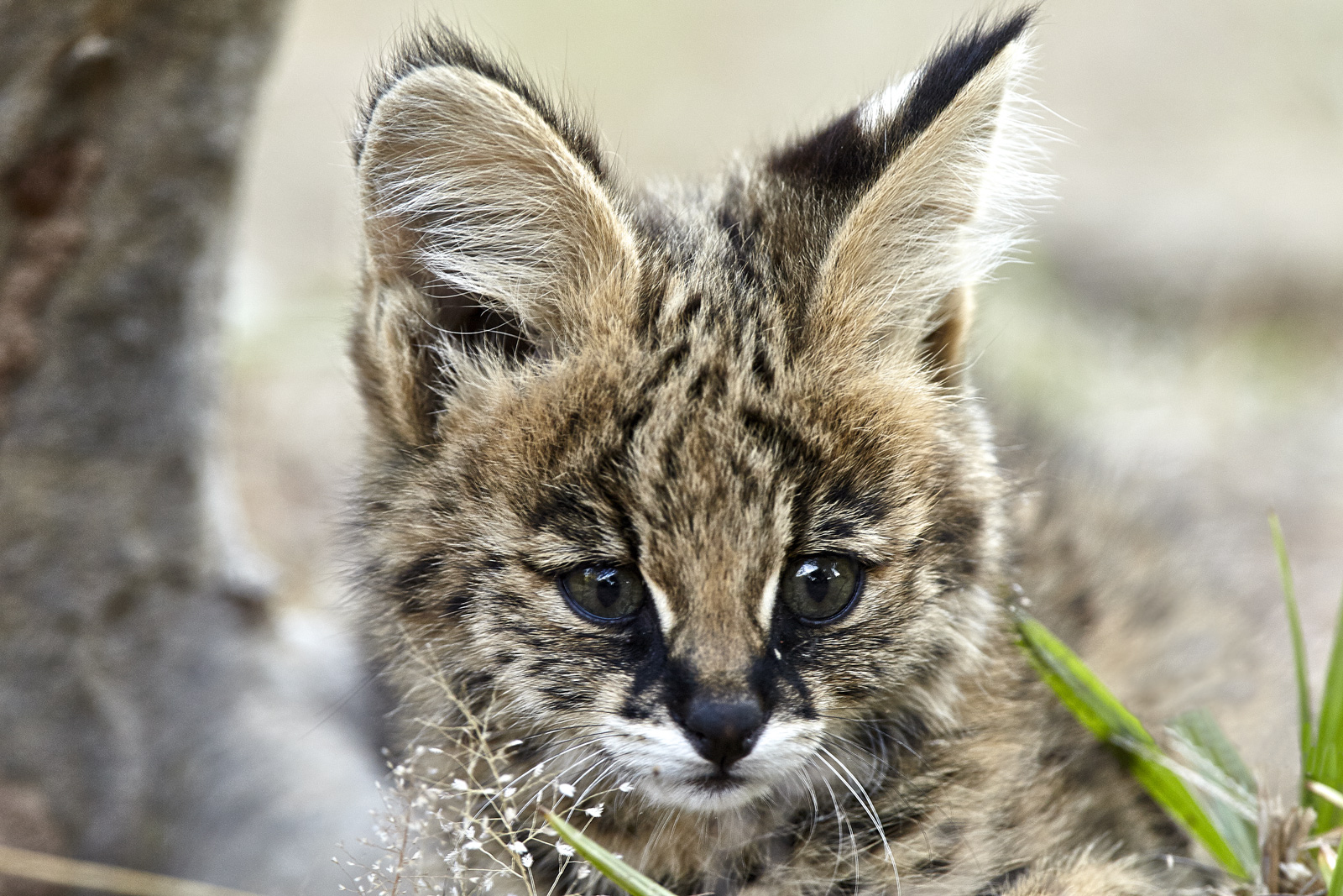 Young Serval