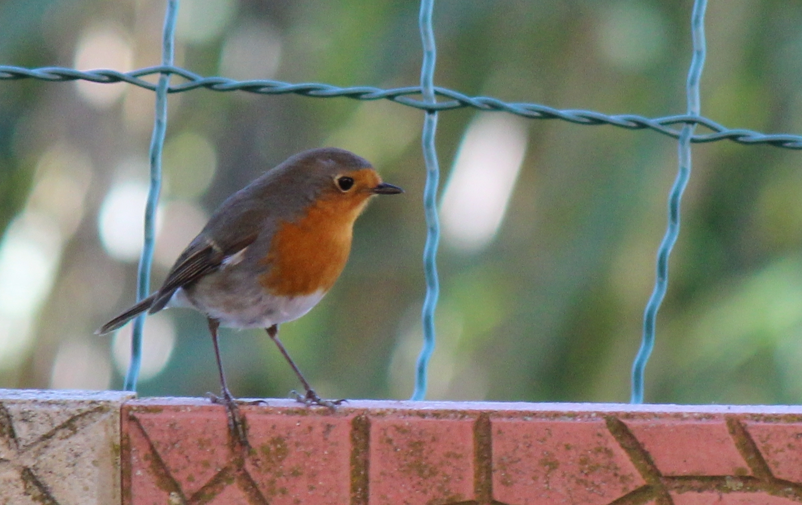robin