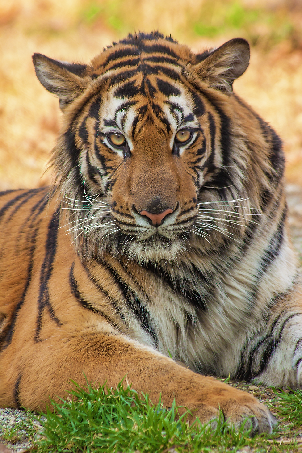 Bengal Tiger