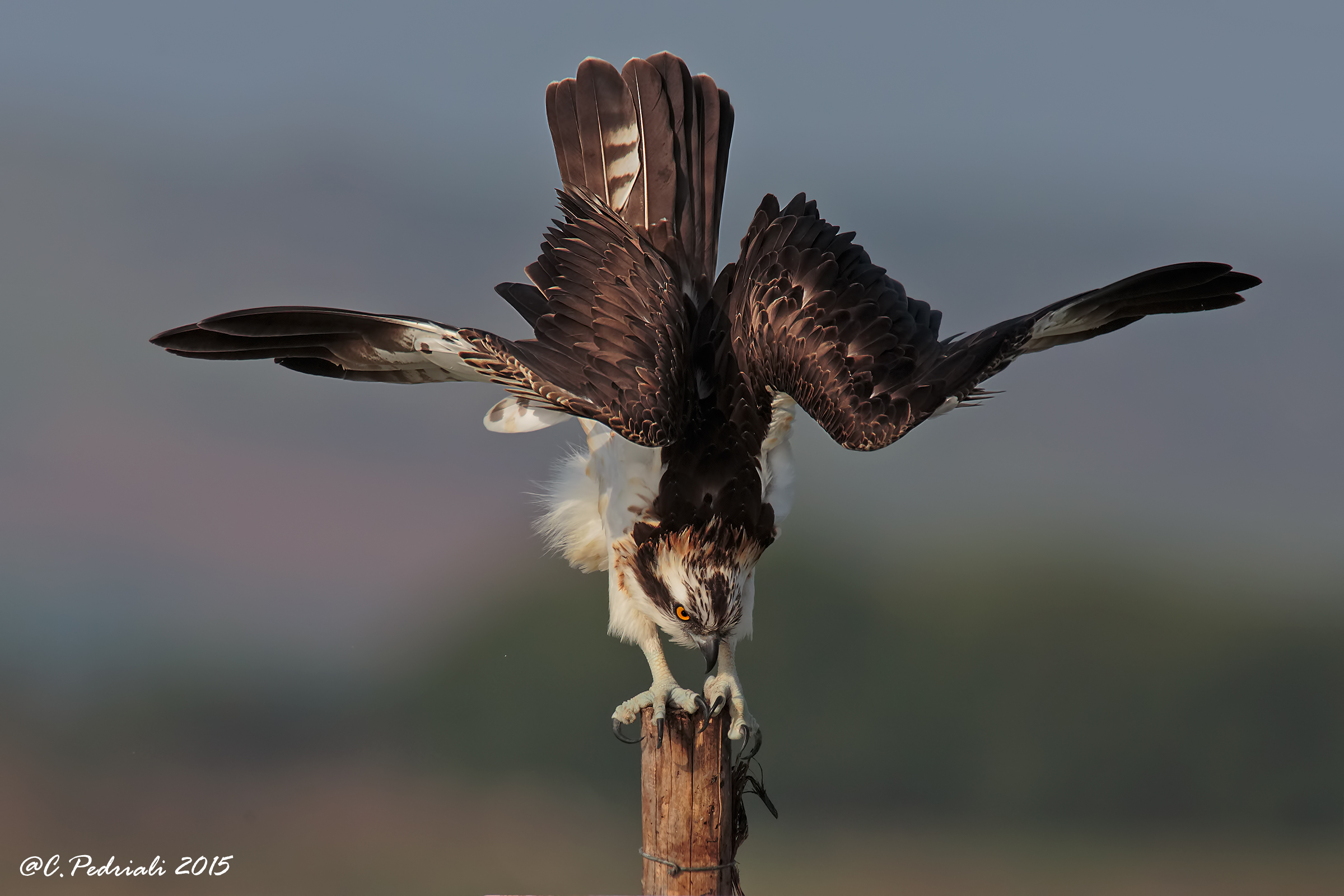 Fisherman .. stretch of wings ...