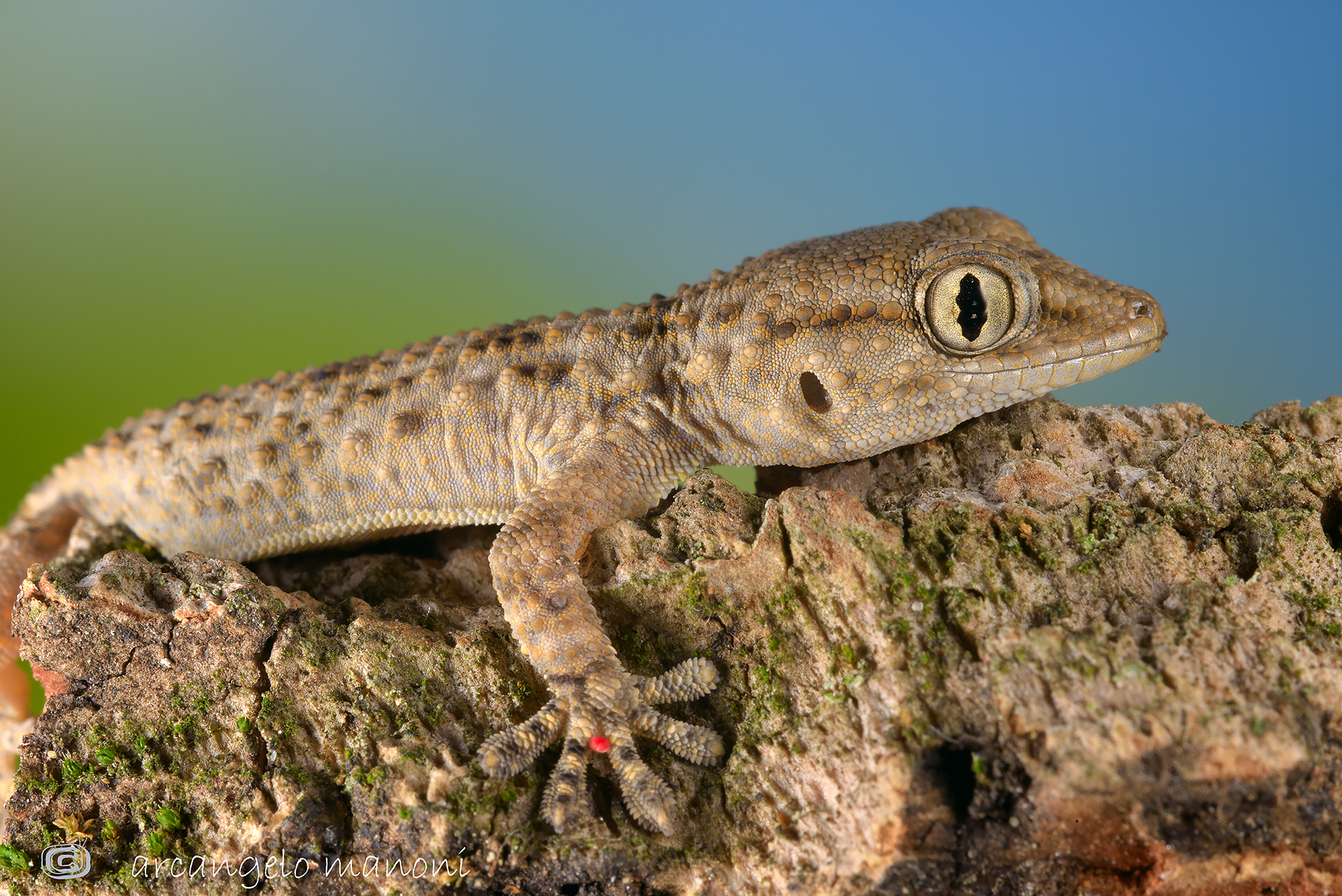 Small gecko