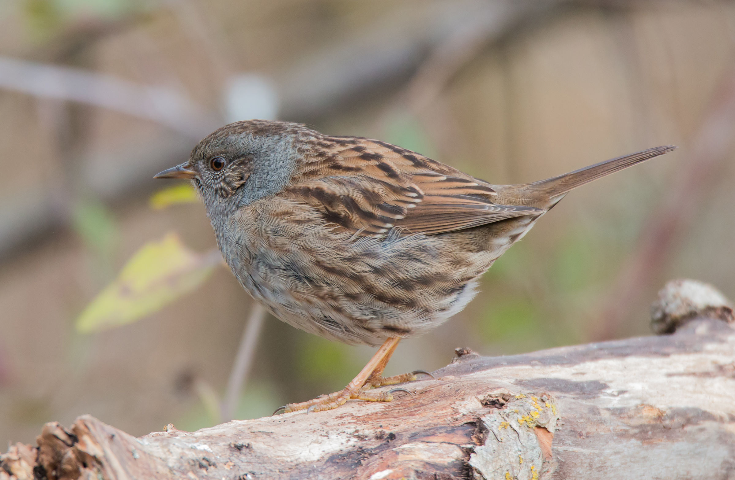 Dunnock