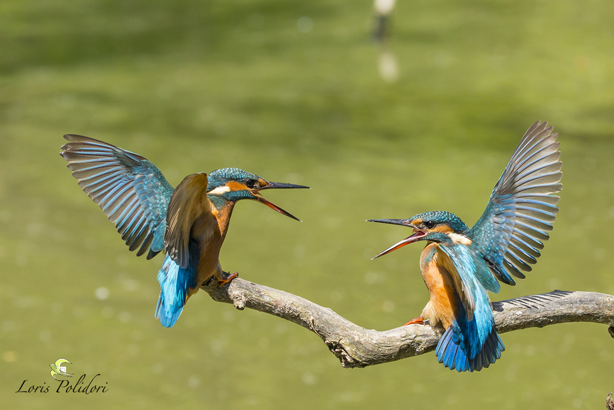 lotta tra giovani martin pescatore
