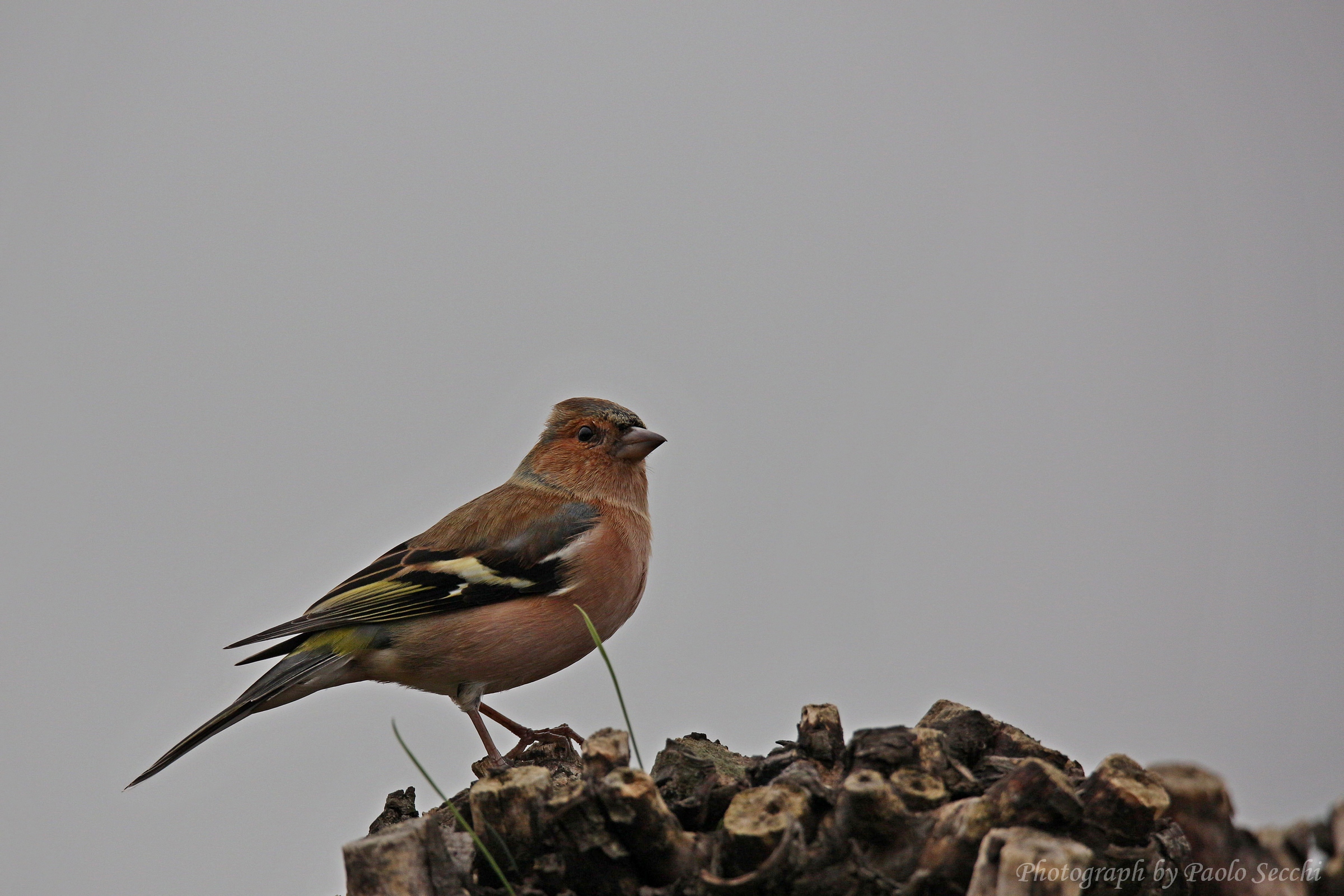 The attention of the finch