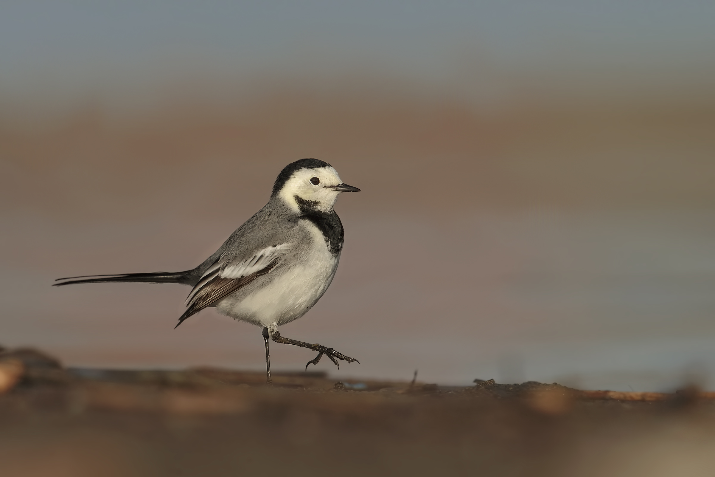 white wagtail