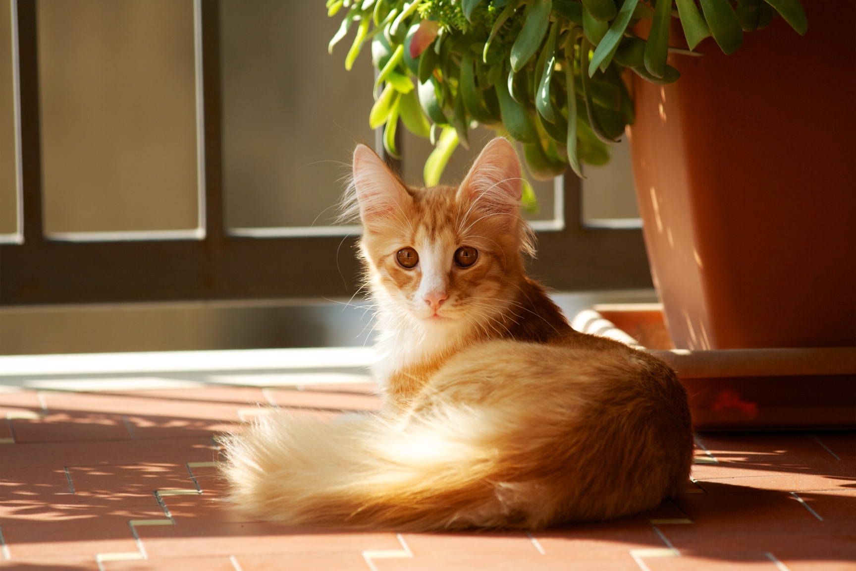 Norvegese delle foreste a 5 mesi