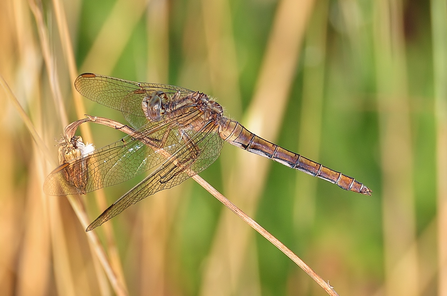 libellula