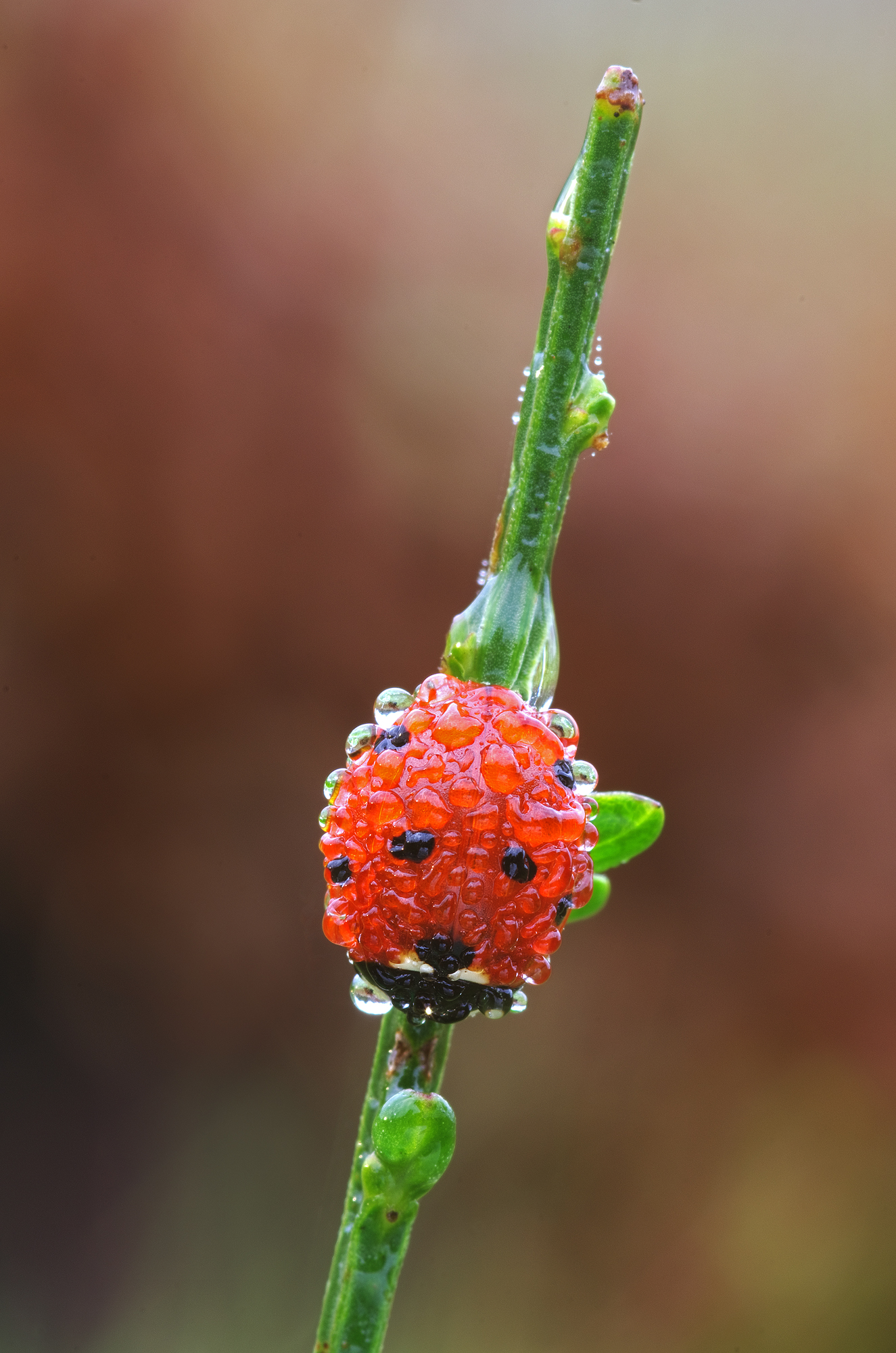 Quasi come un lampone