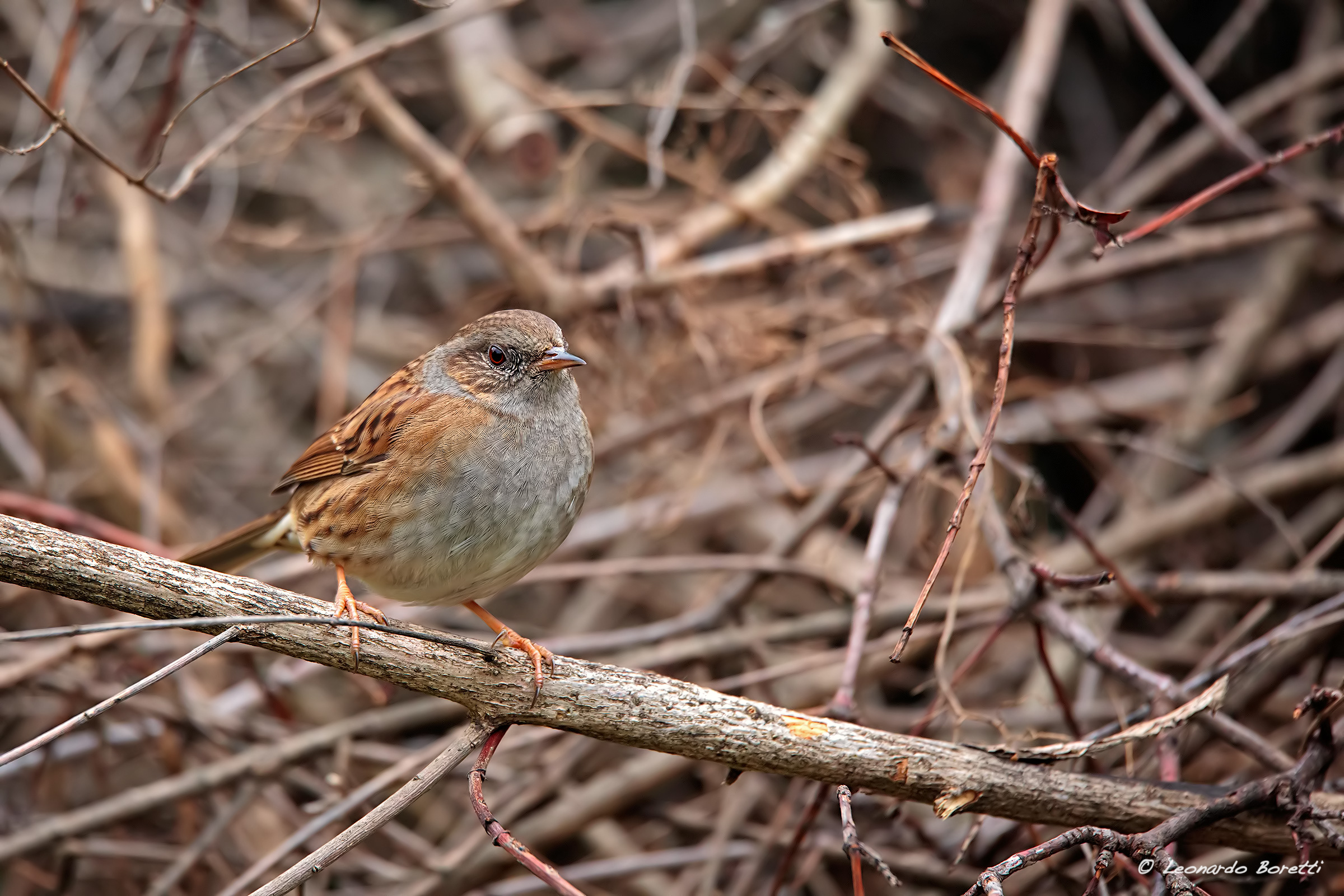 Dunnock