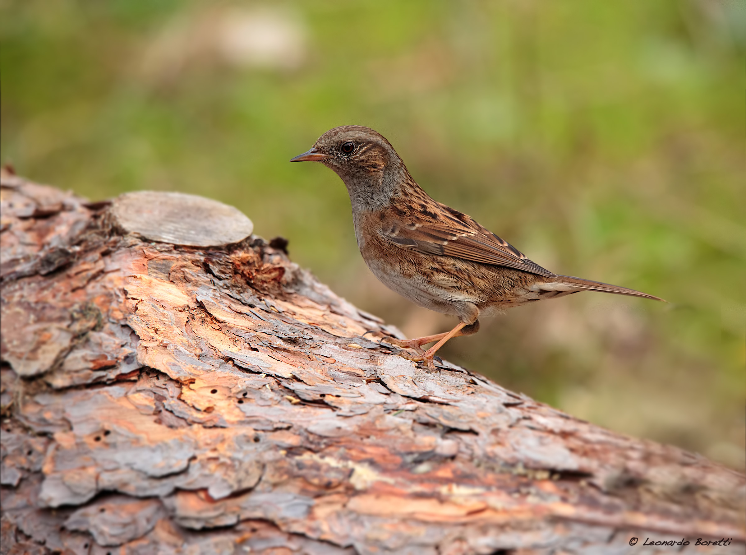 Dunnock