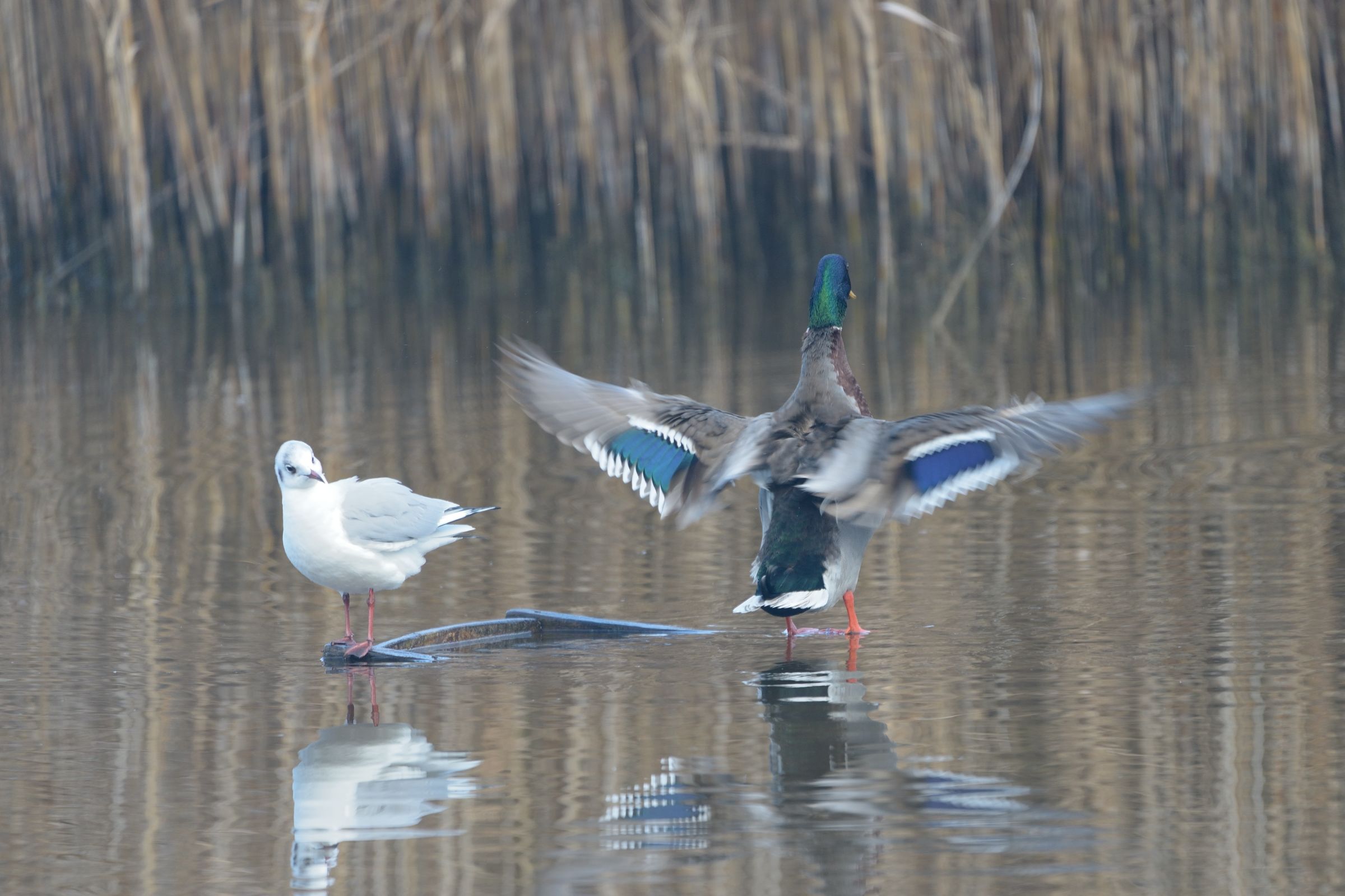 Do not give airs !!!!!!