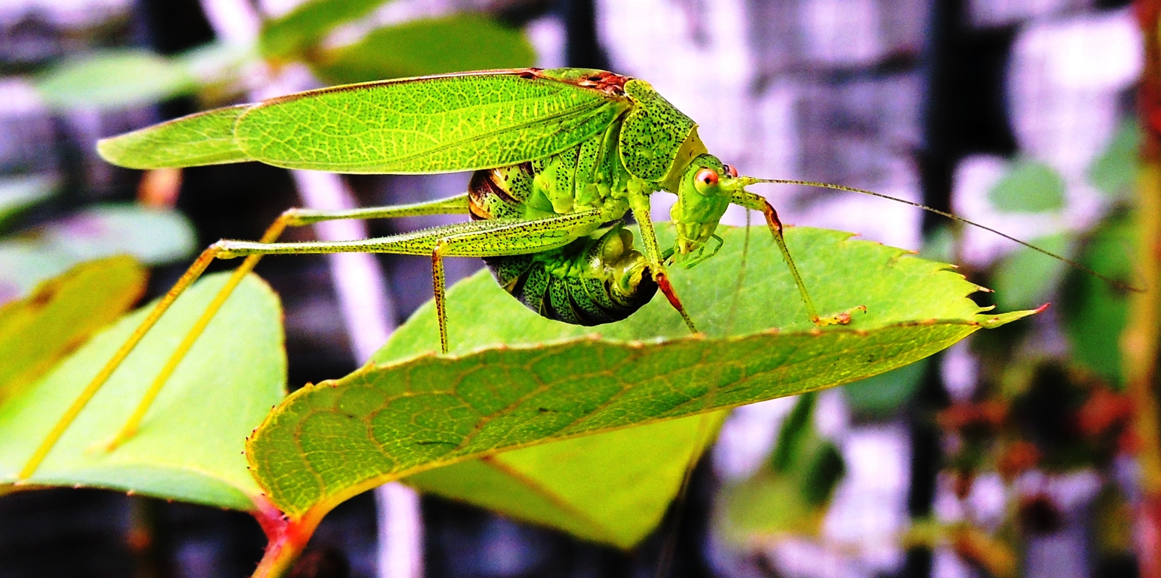 Tetigonia viridissima