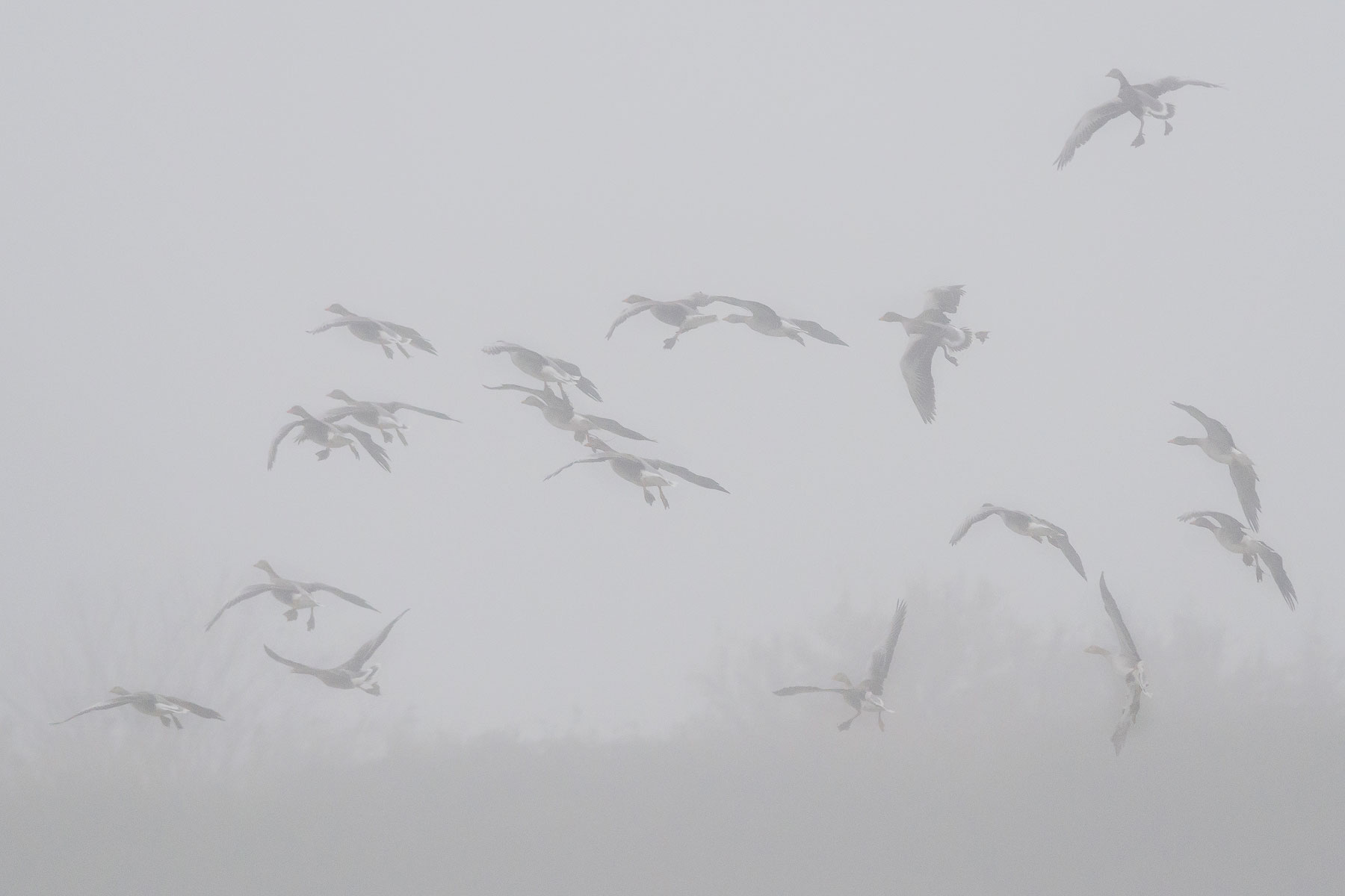 Landing in the fog.