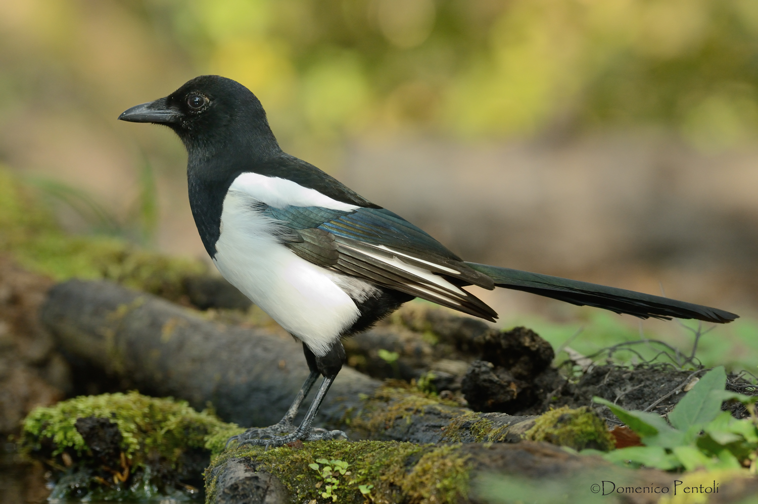 Gazza all'abbeverata