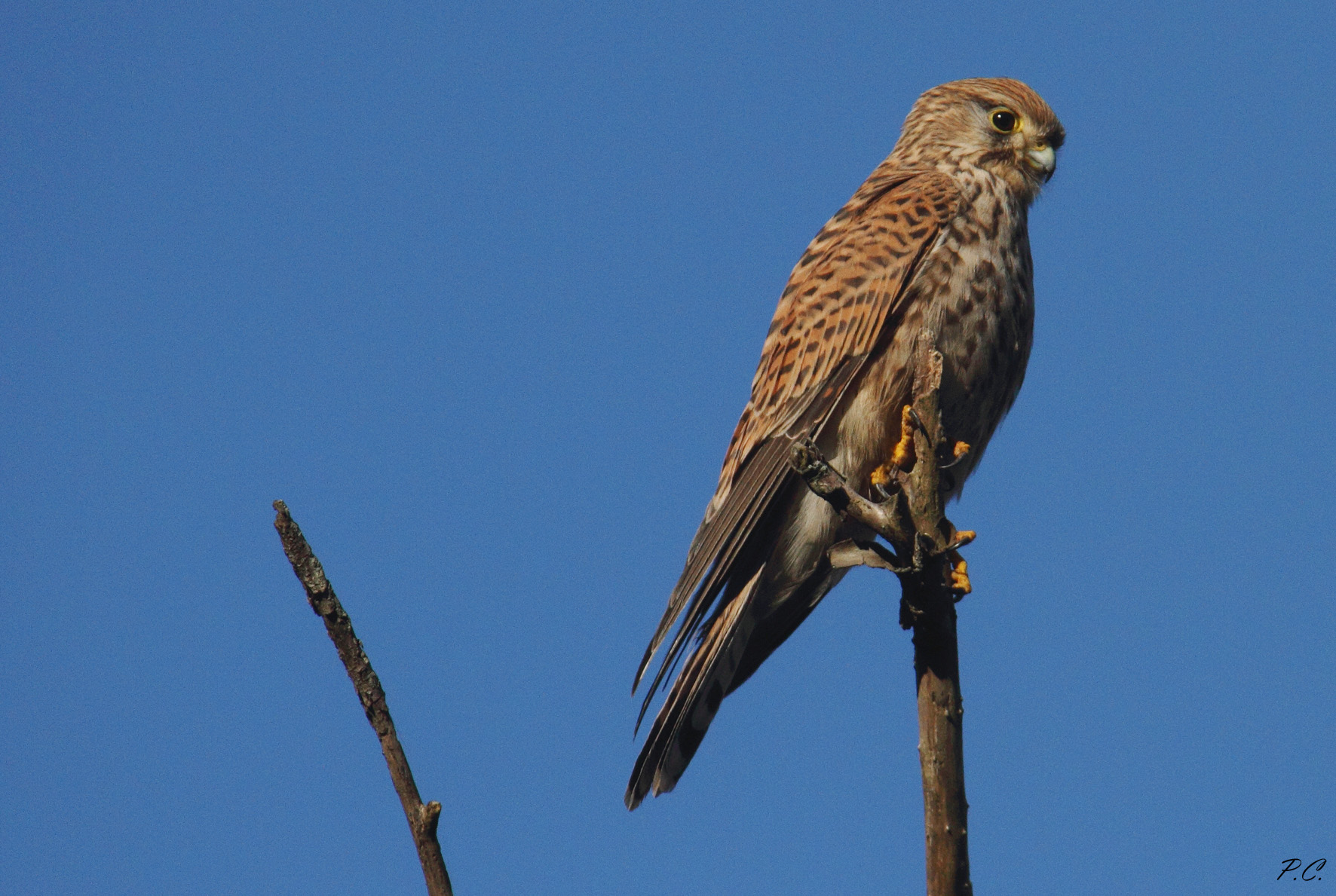 alla ricerca della preda