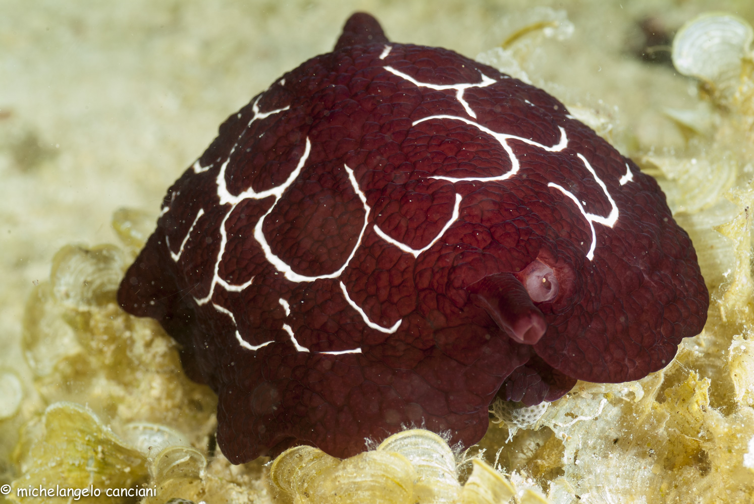 pleurobranchus forskali