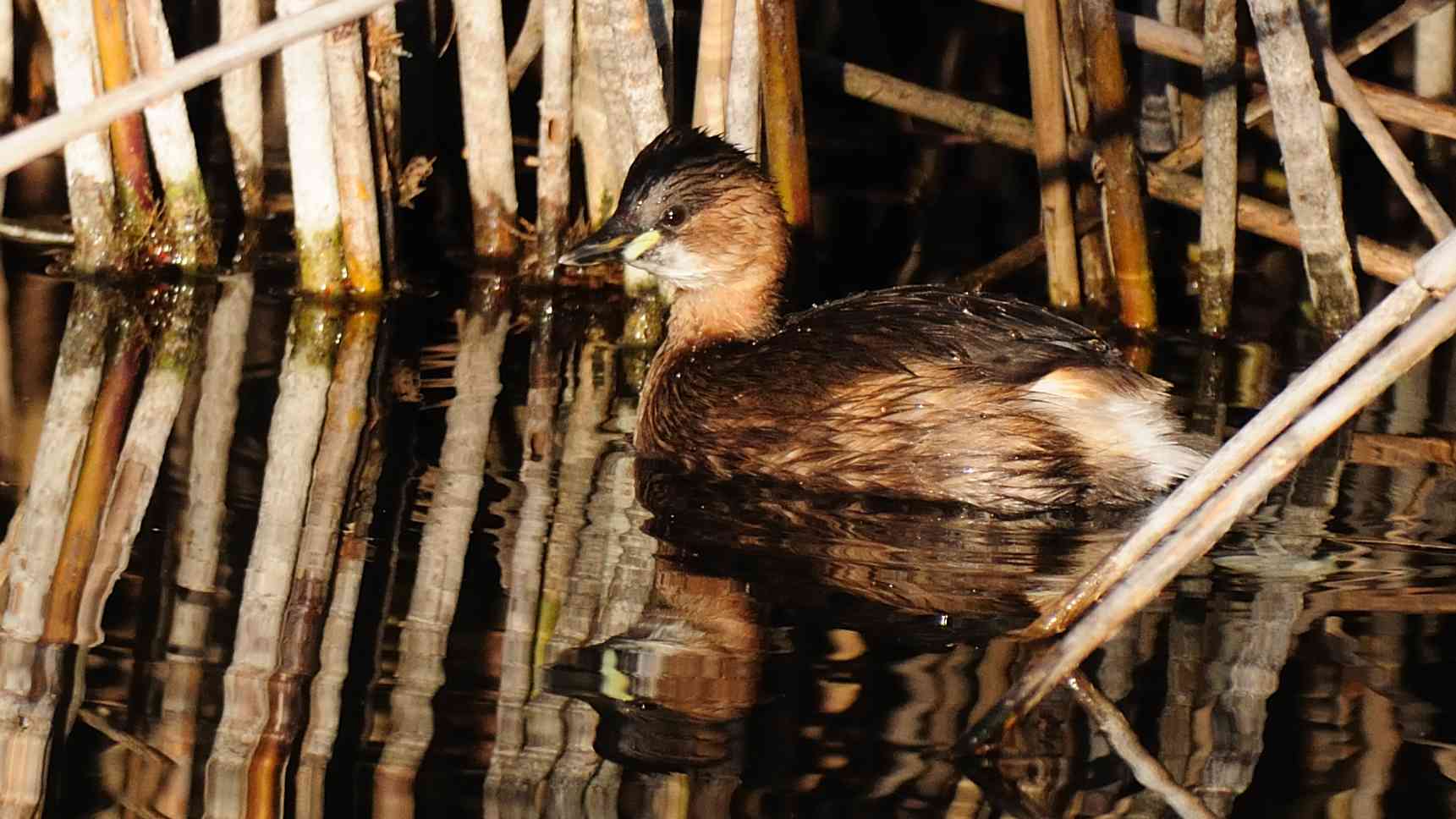 little grebe