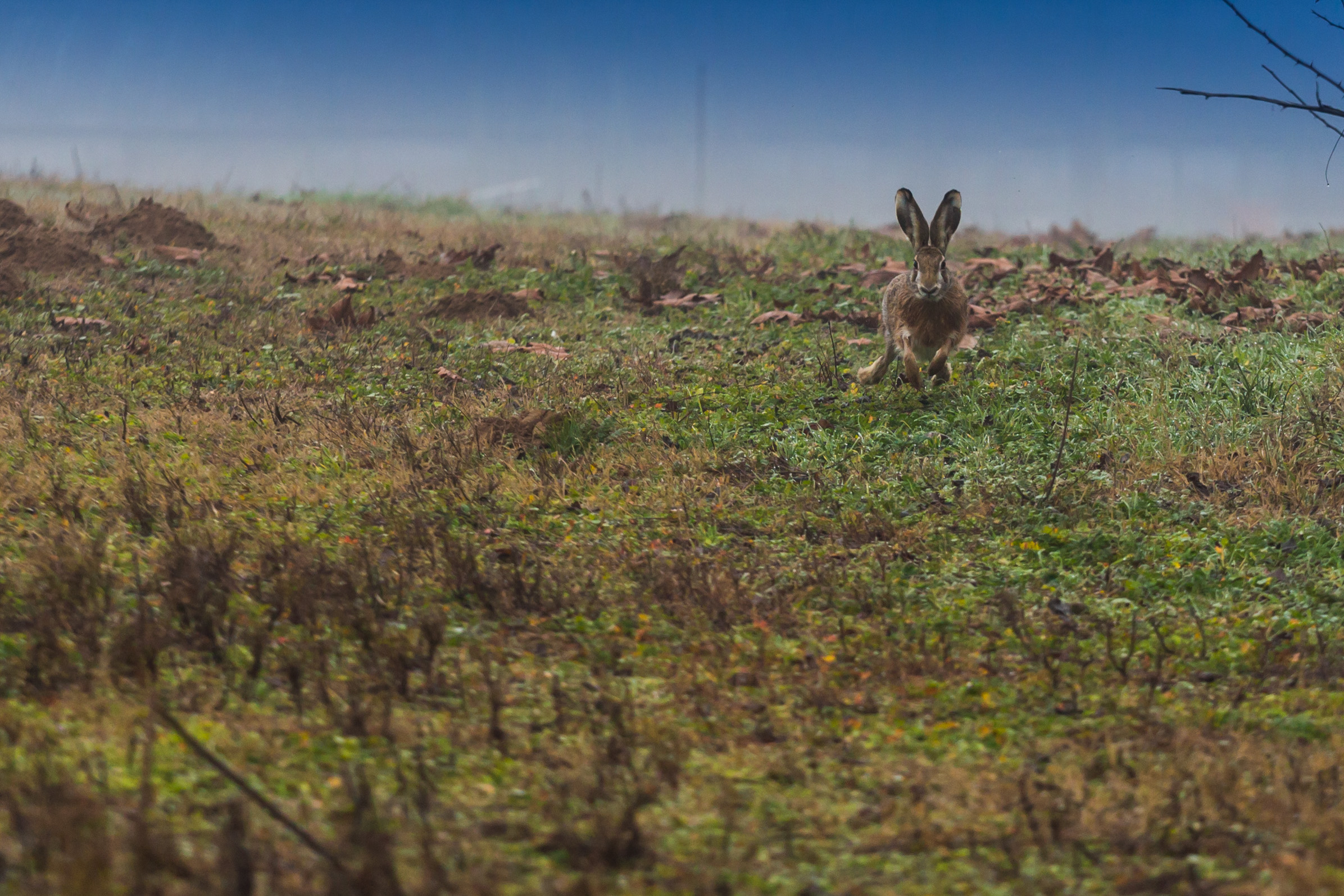A train hare ...
