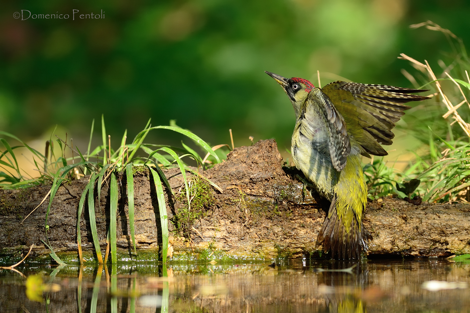 Picchio verde all'abbeverata