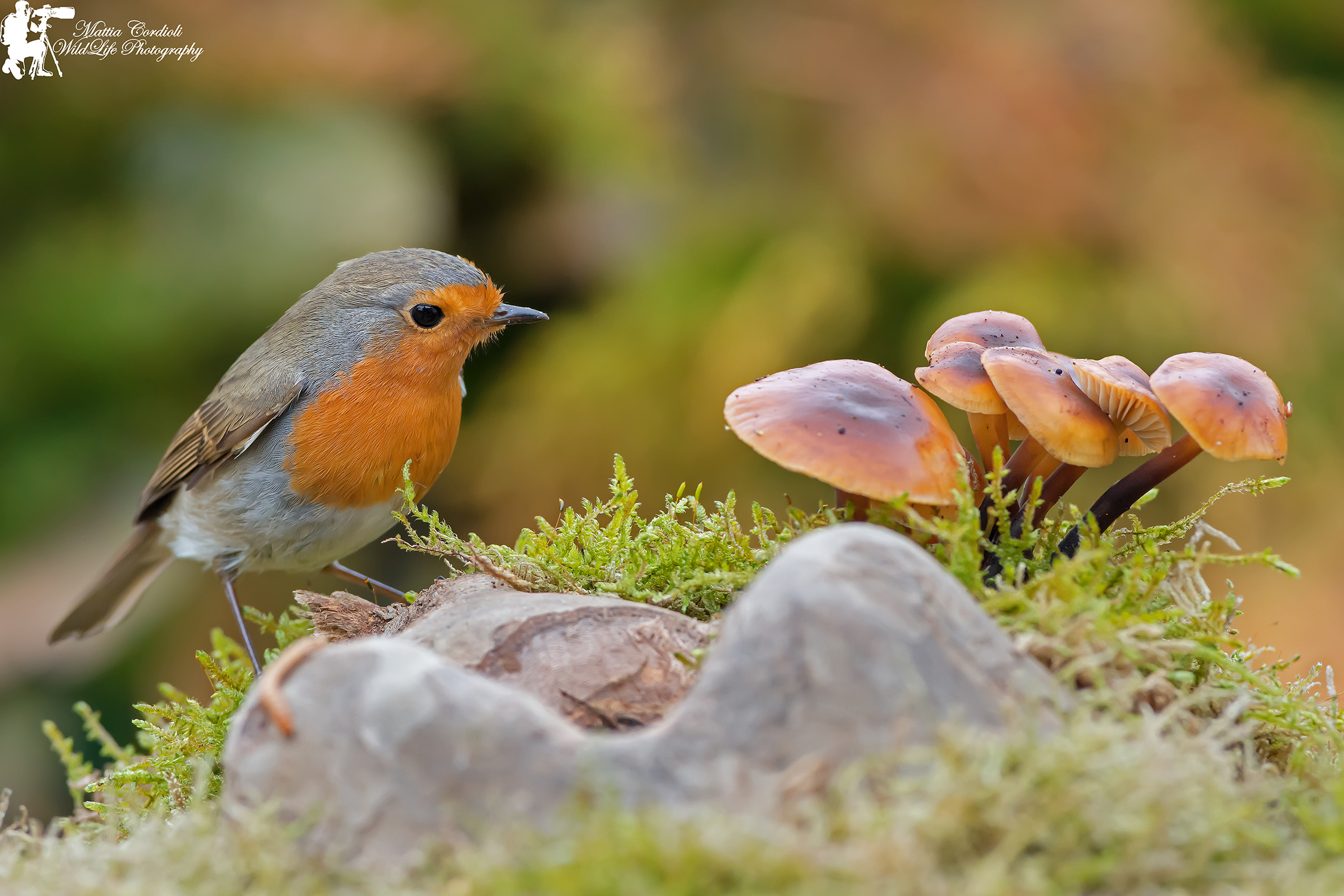The Robin and Mushroom ....