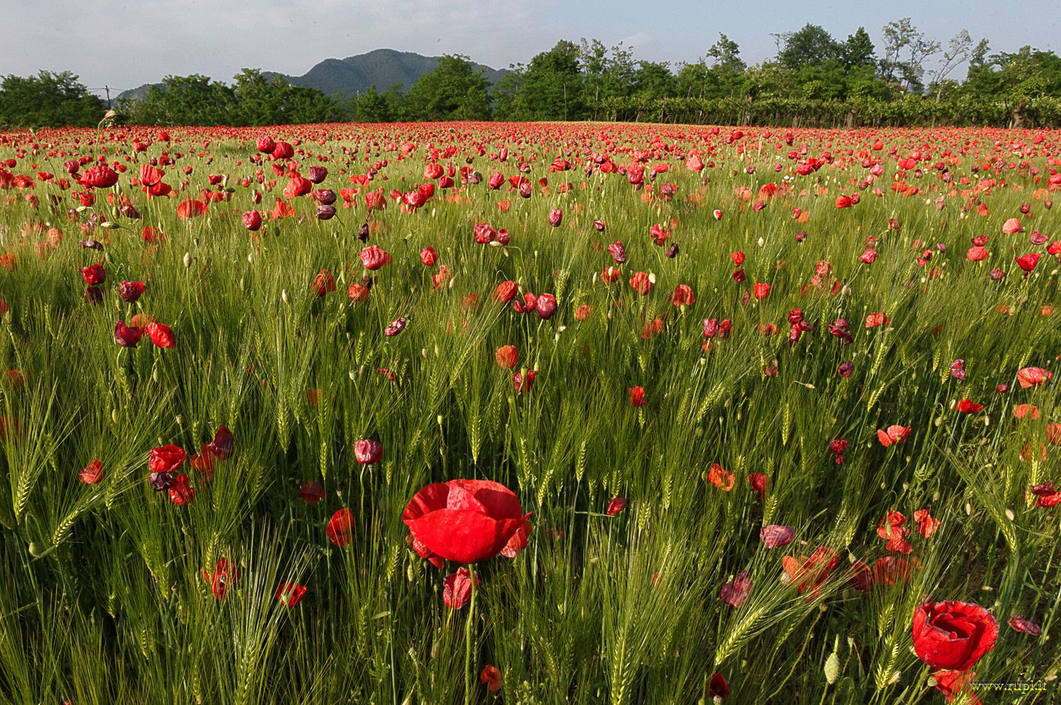 ... Field of Poppies!