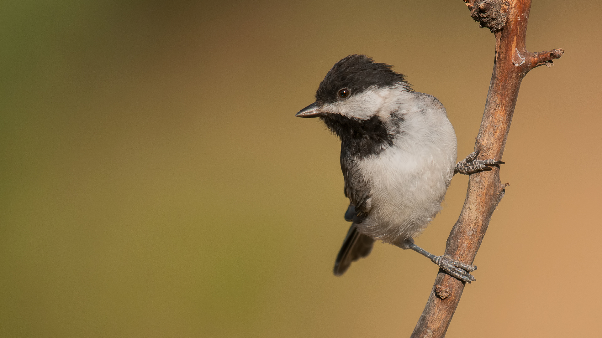 Parus lugubris »Sombre Tit