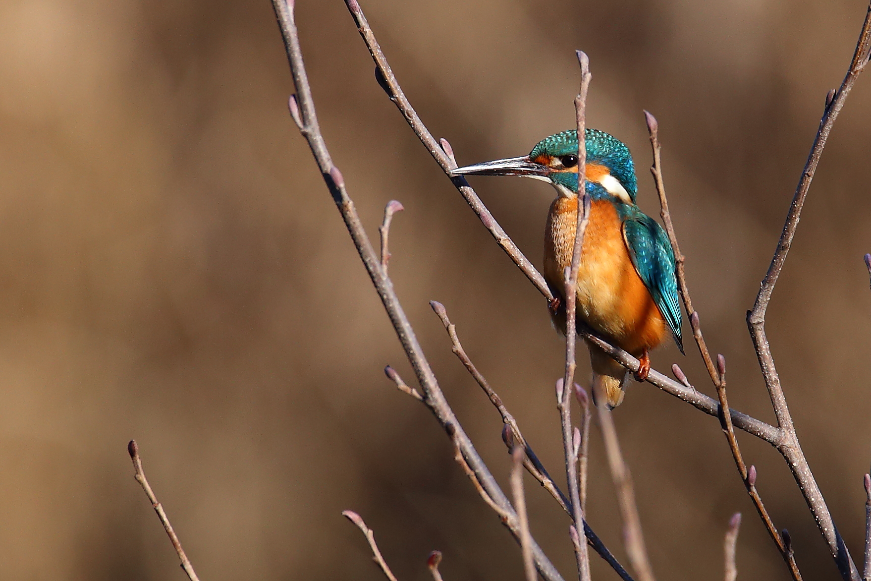 Martino between the branches