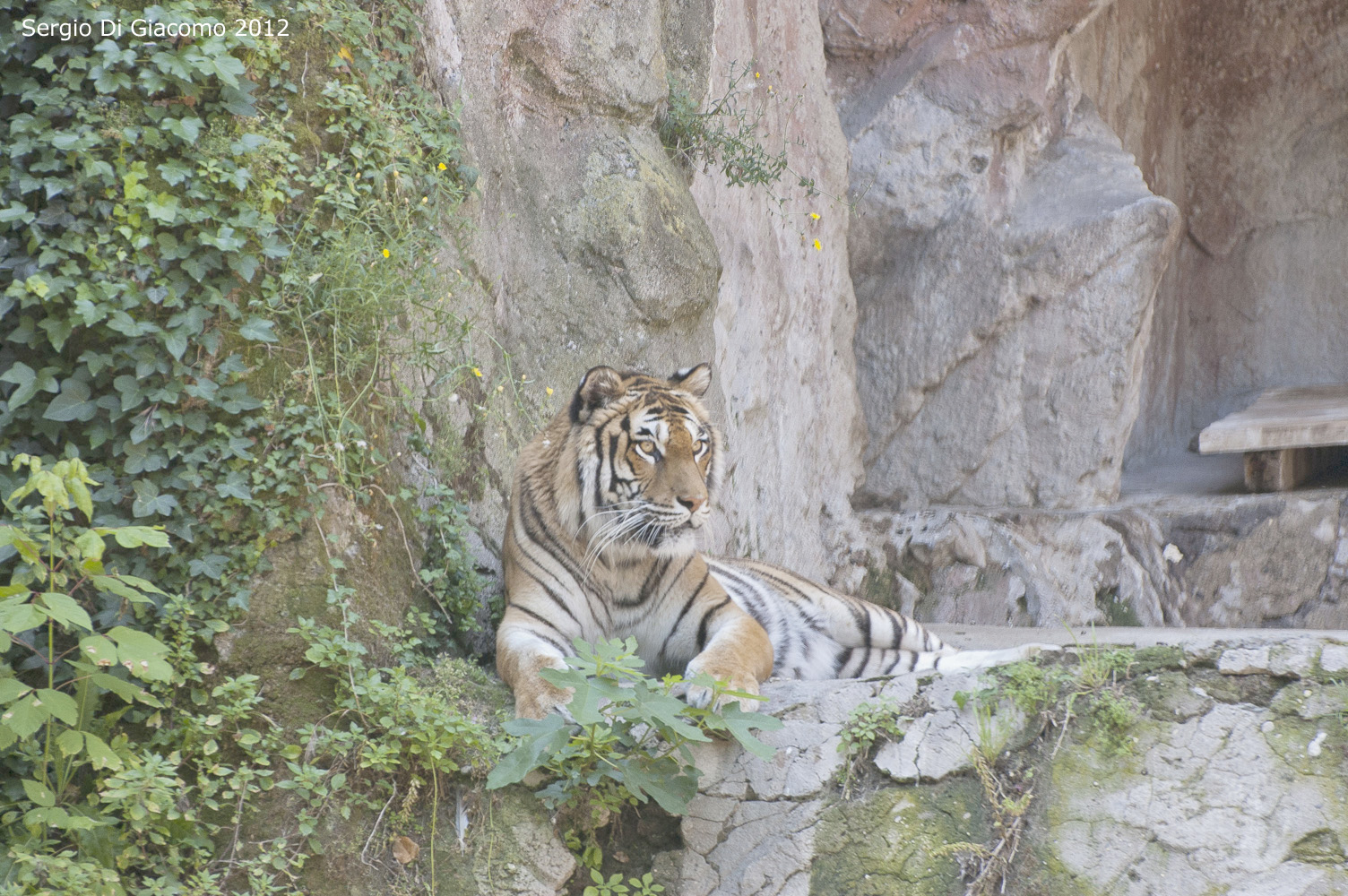 Siberian Tiger