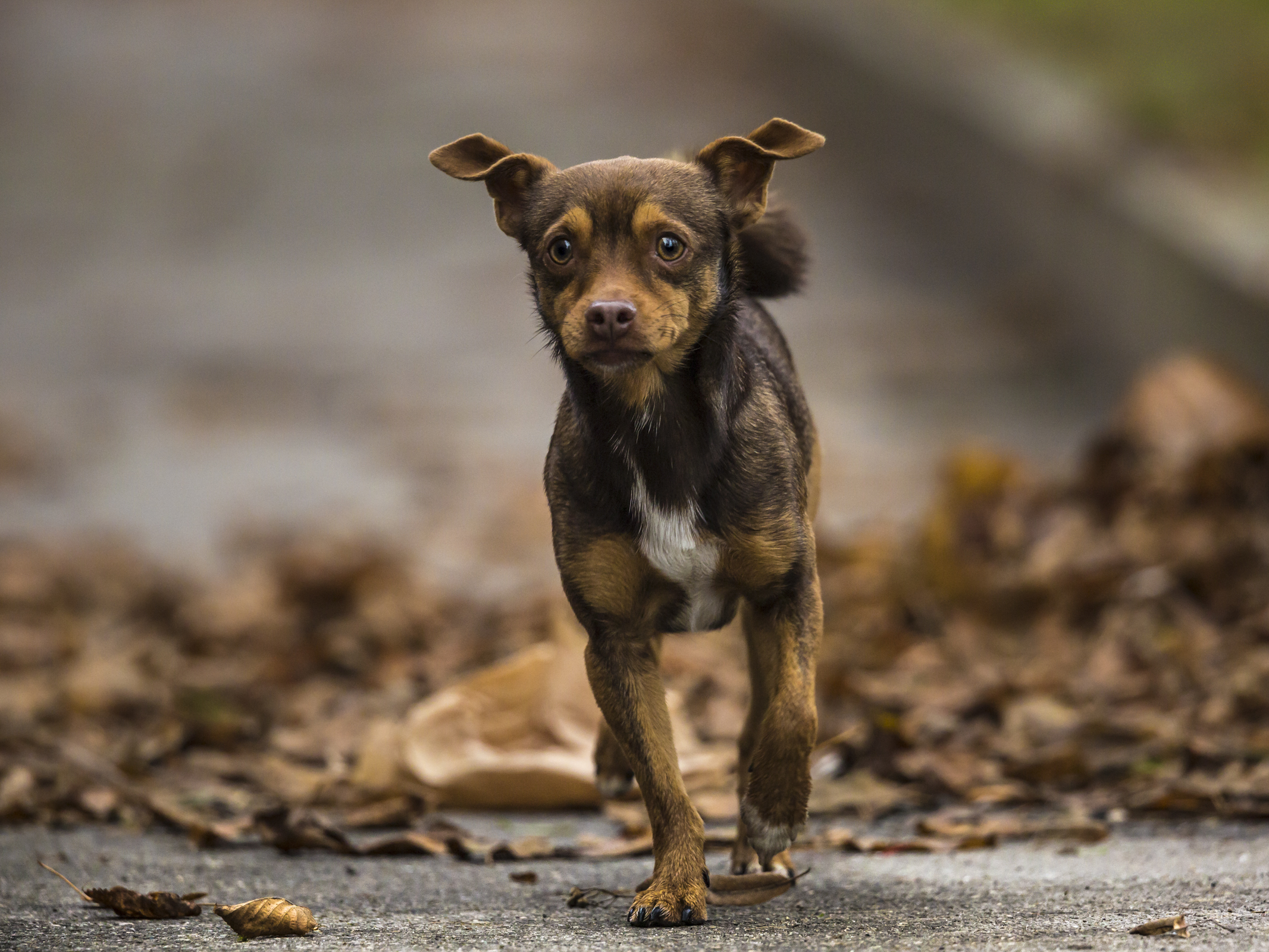cagnolino di strada
