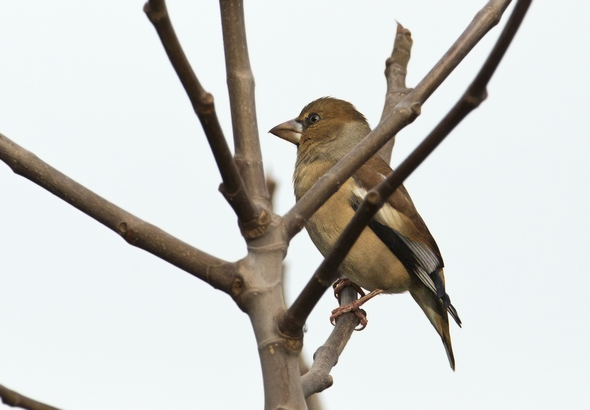 solo come cattura....frosone sardo