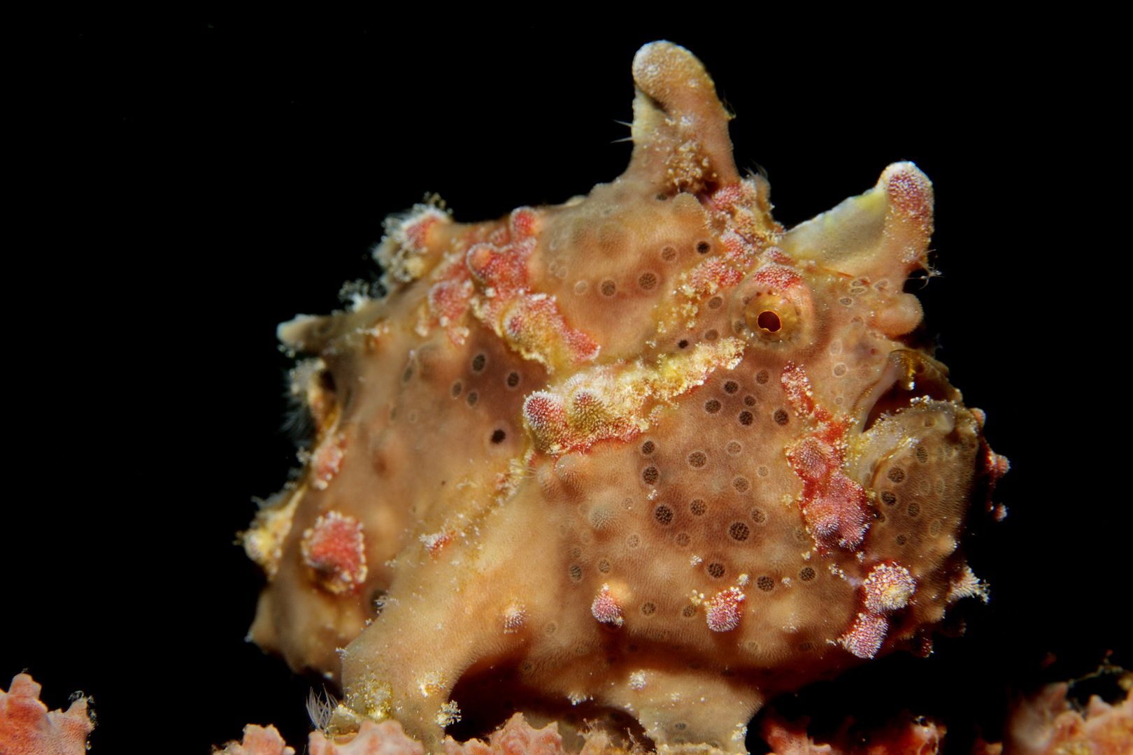 Frog fish
