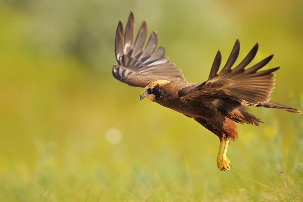 Marsh harrier