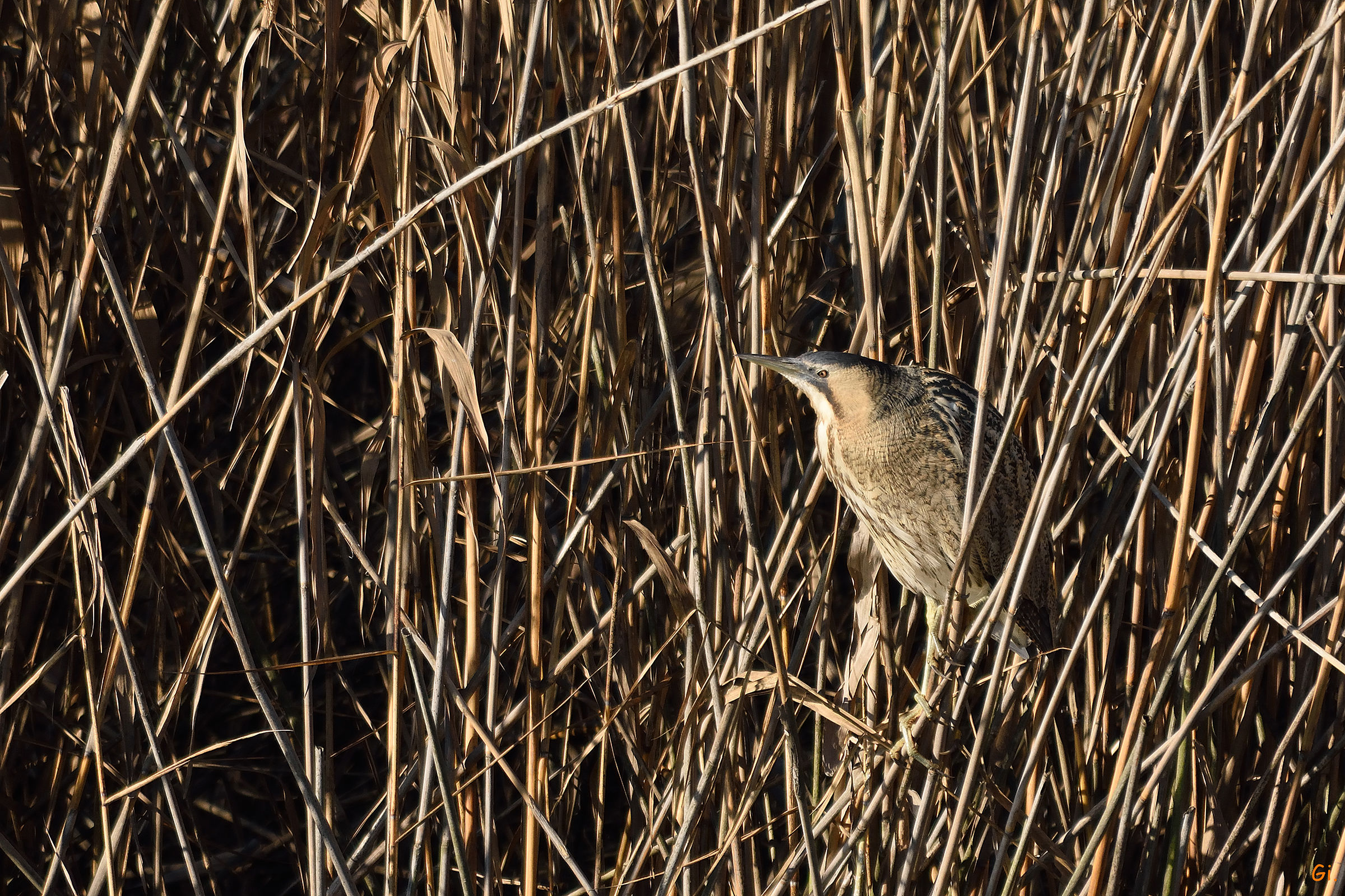 Bittern