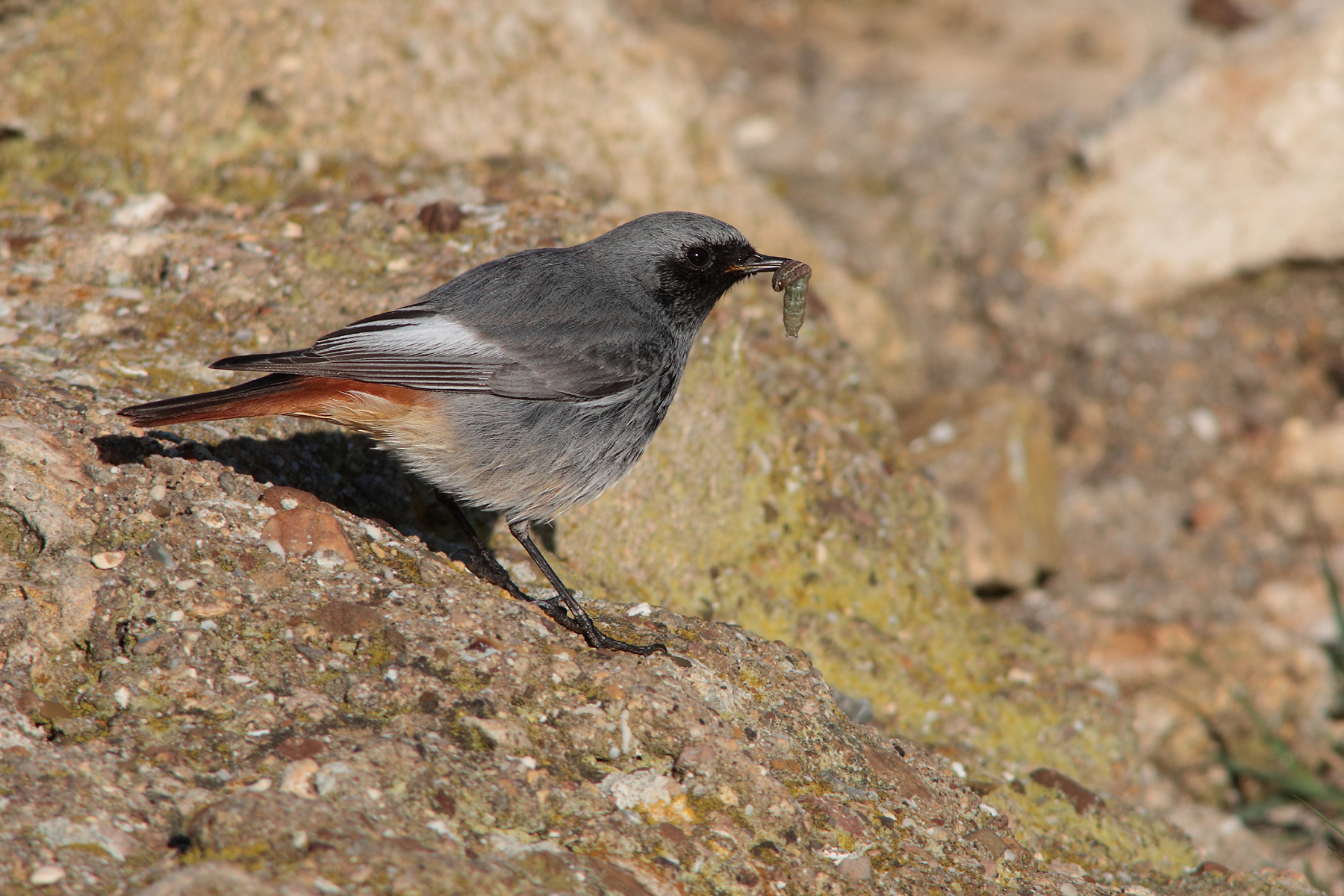 Black redstart-The last binge of 2015