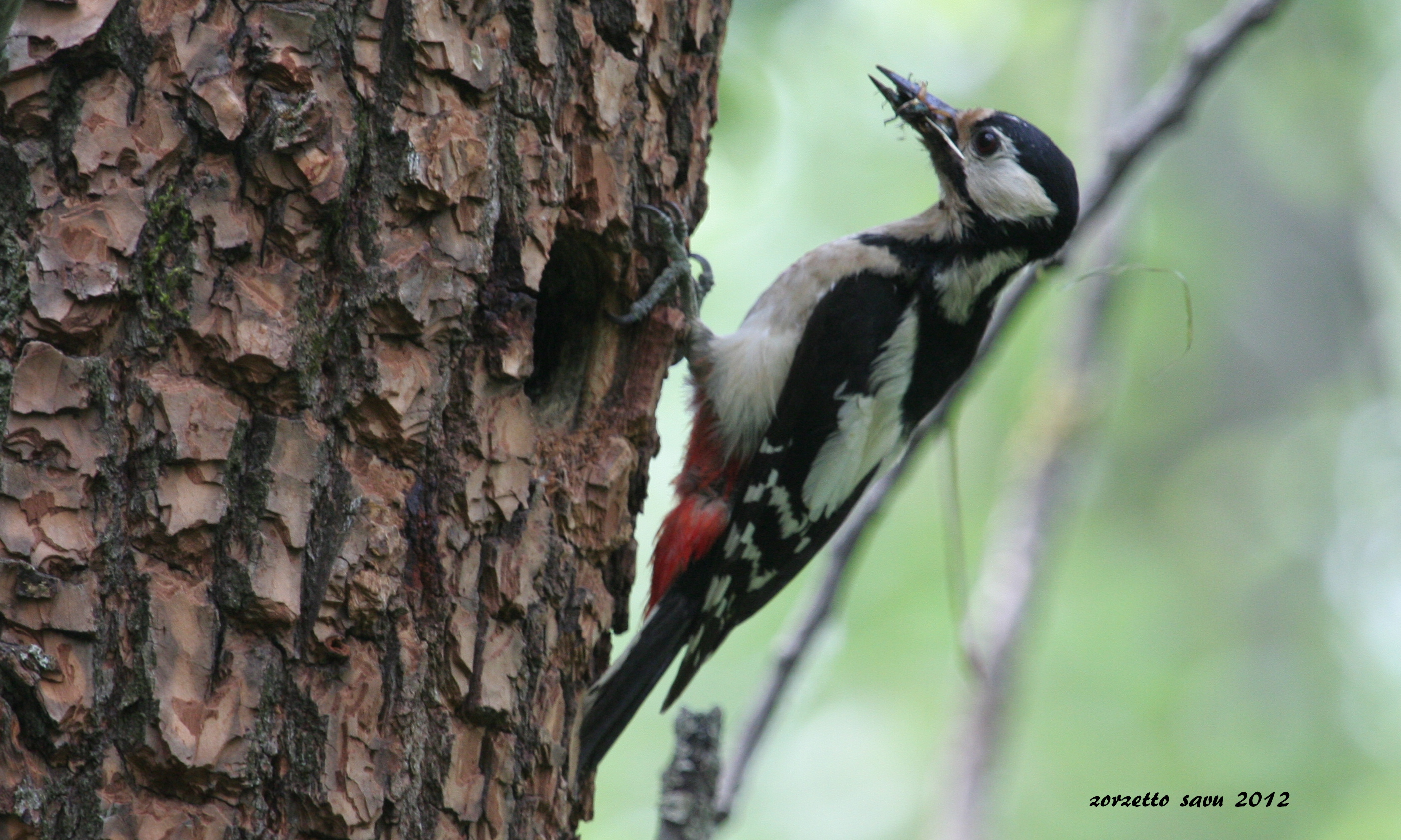 picchio con pranzo per prole