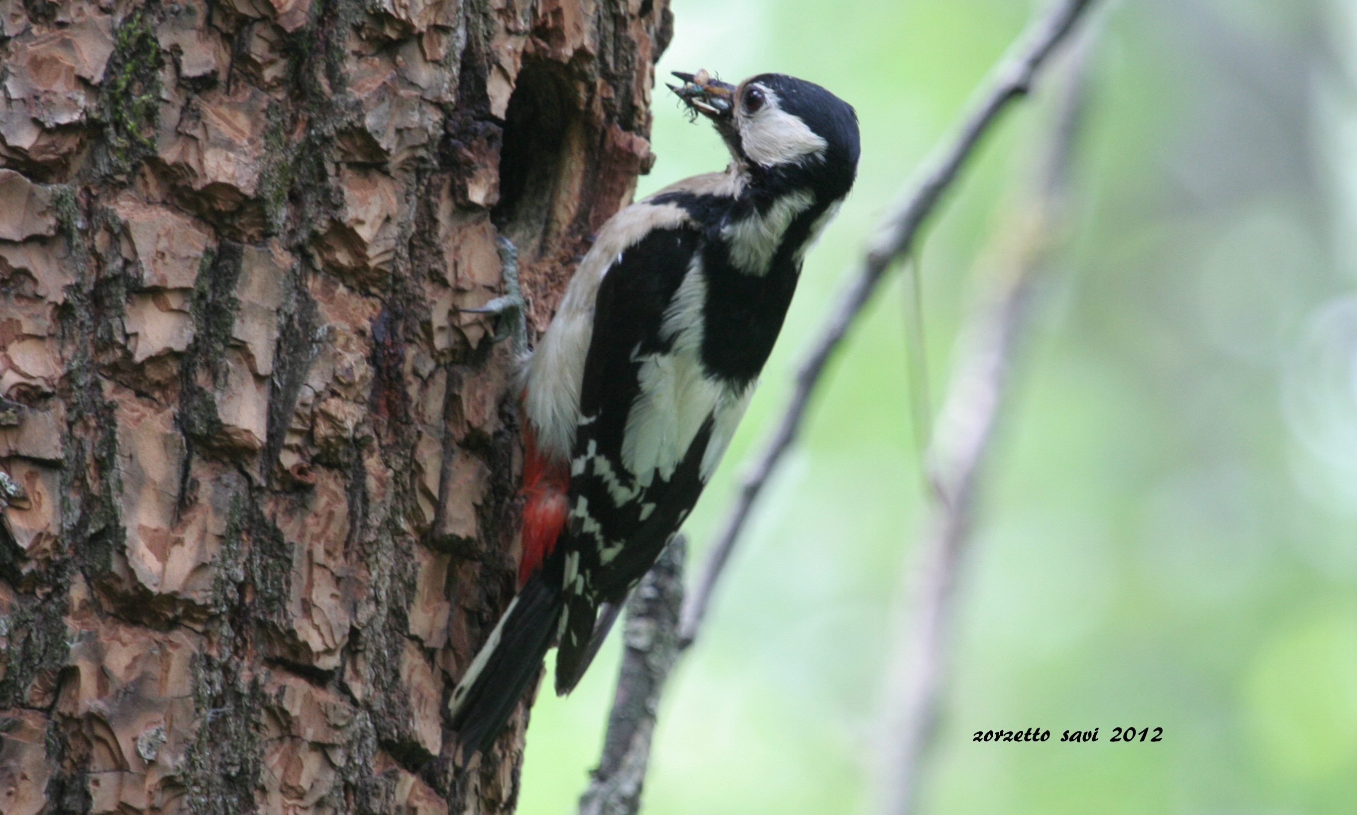 picchio con pranzo per prole