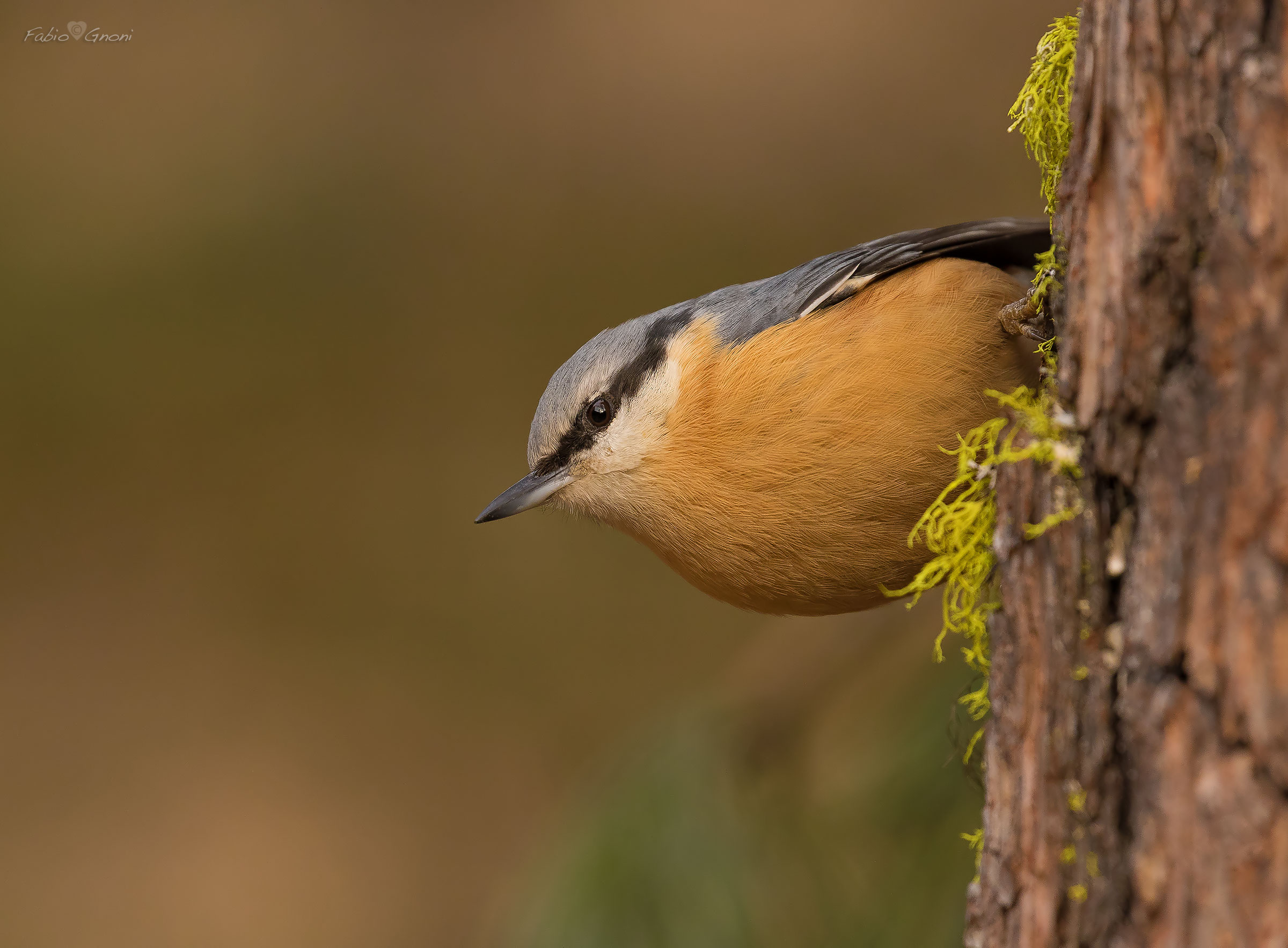 Nuthatch "Sitta europaea"