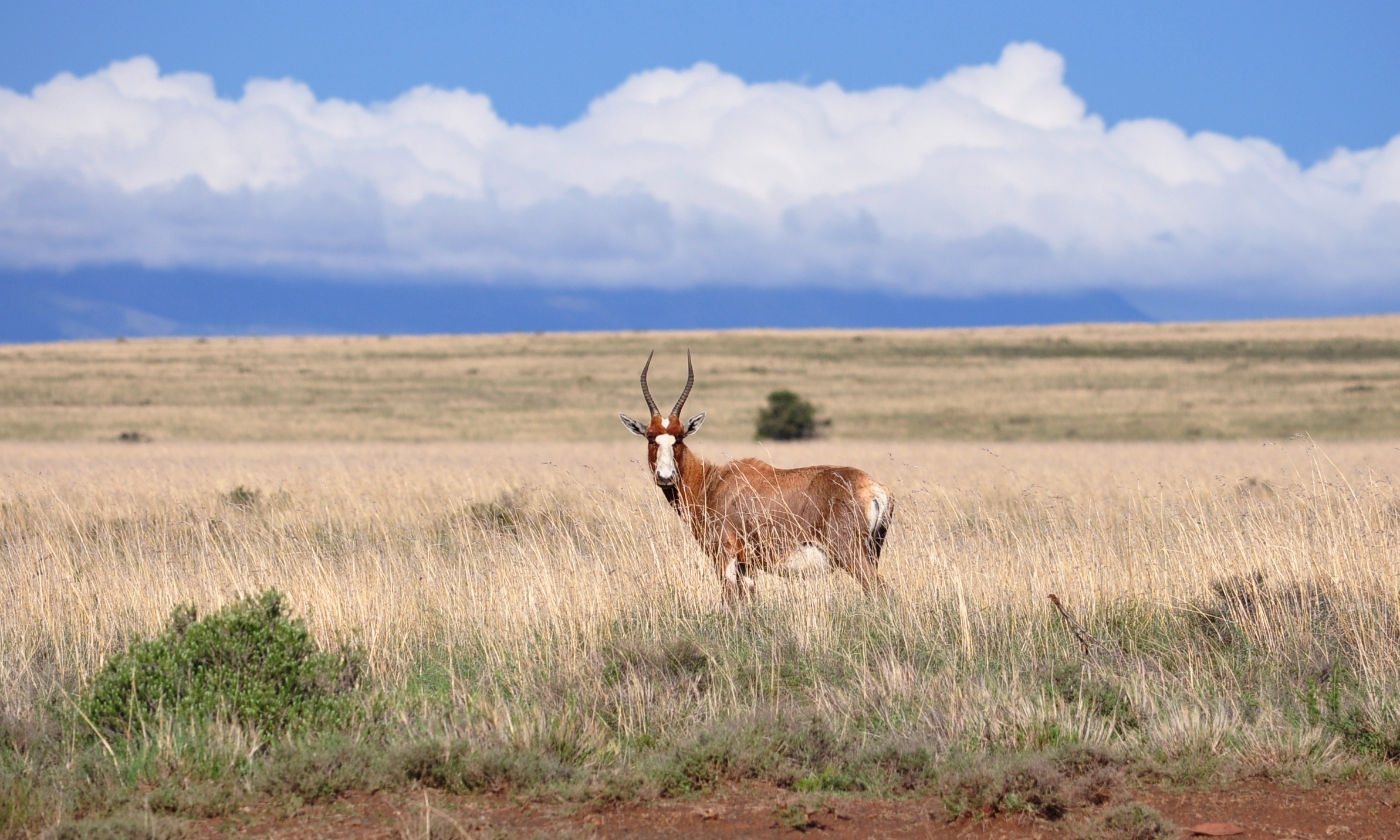 Blesbok in Veld
