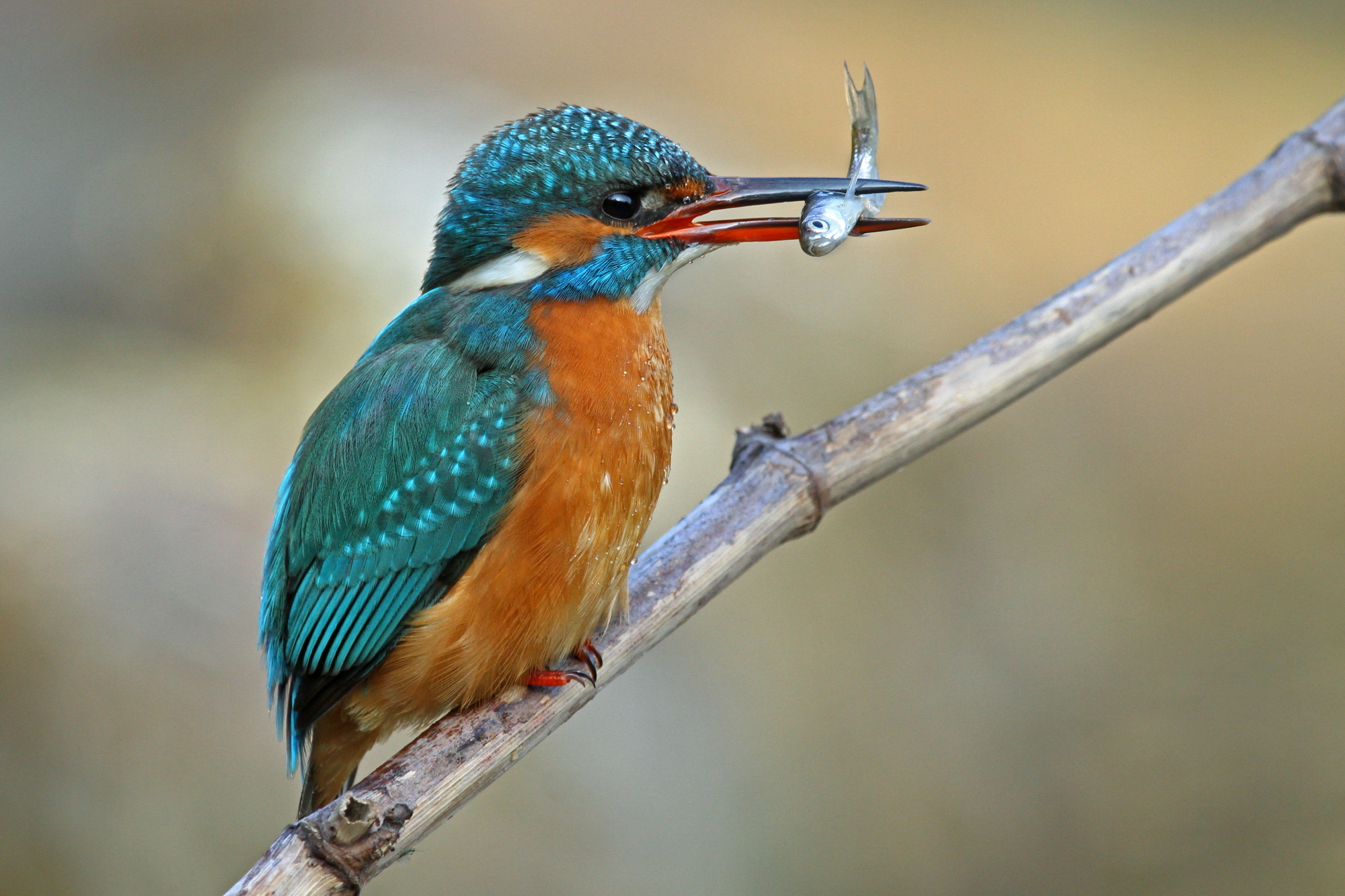Kingfisher