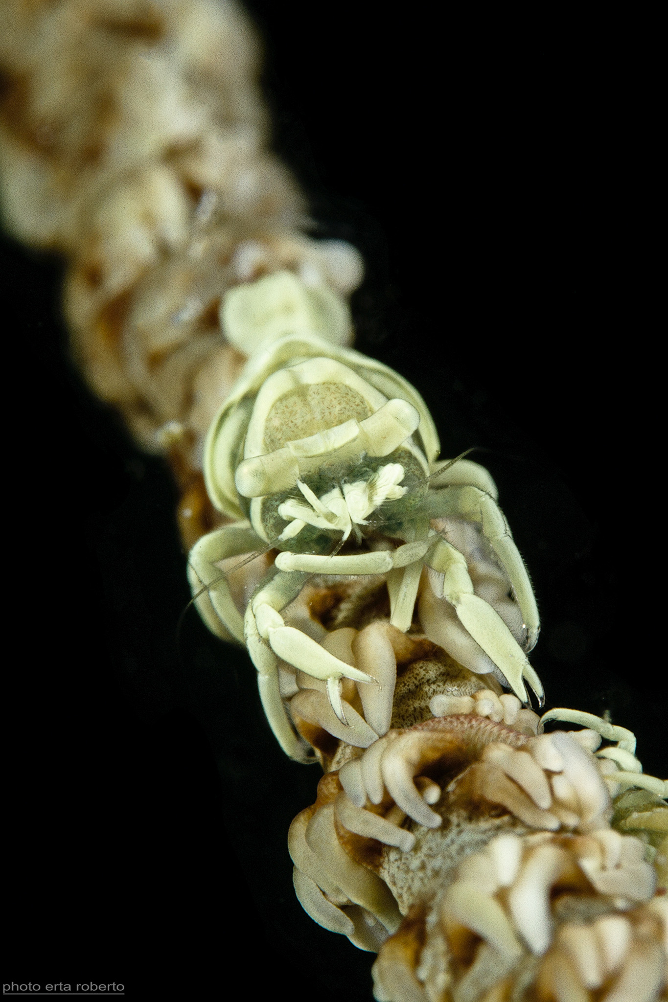 Gamberetto del Corallo Frusta