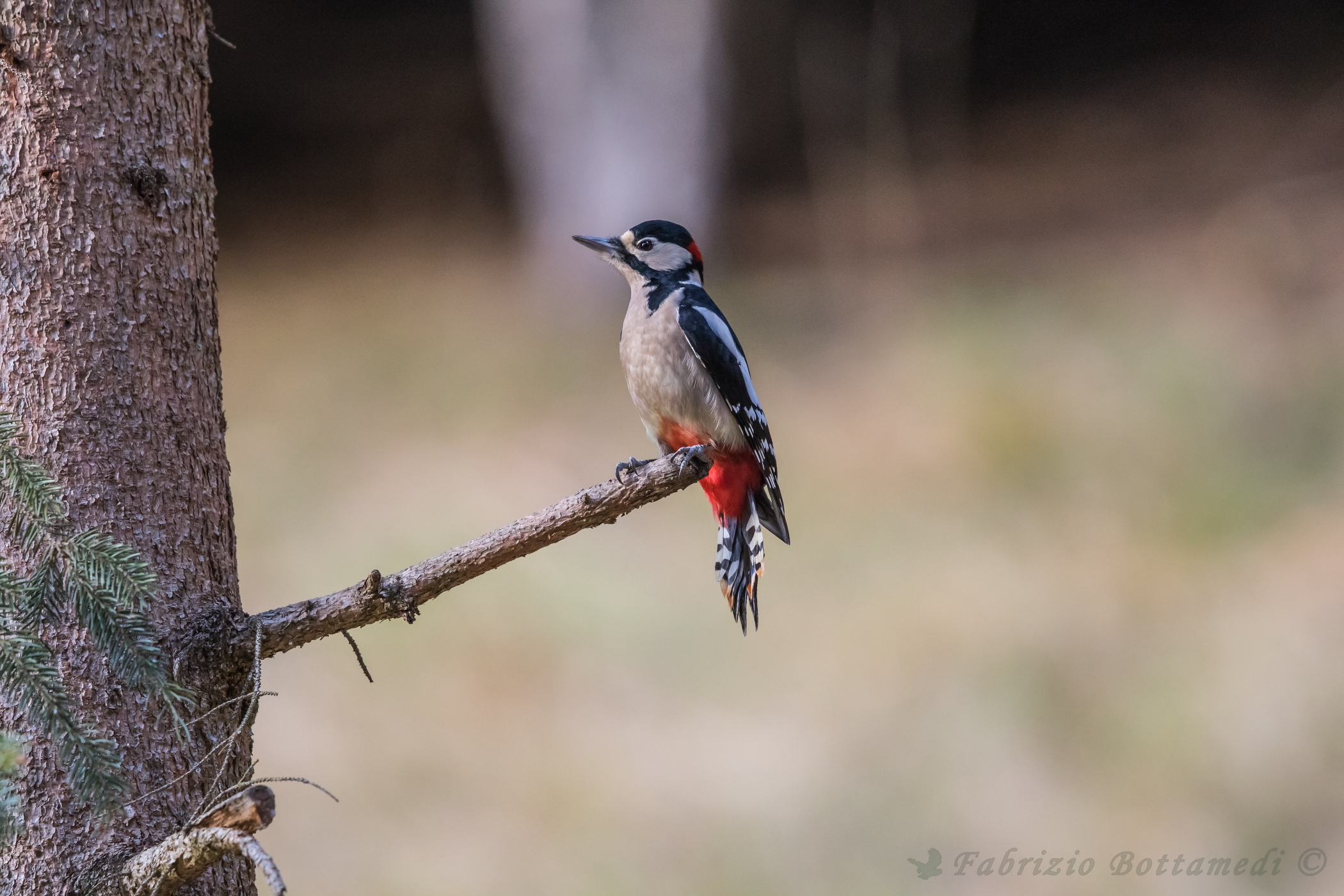 Spotted Woodpecker