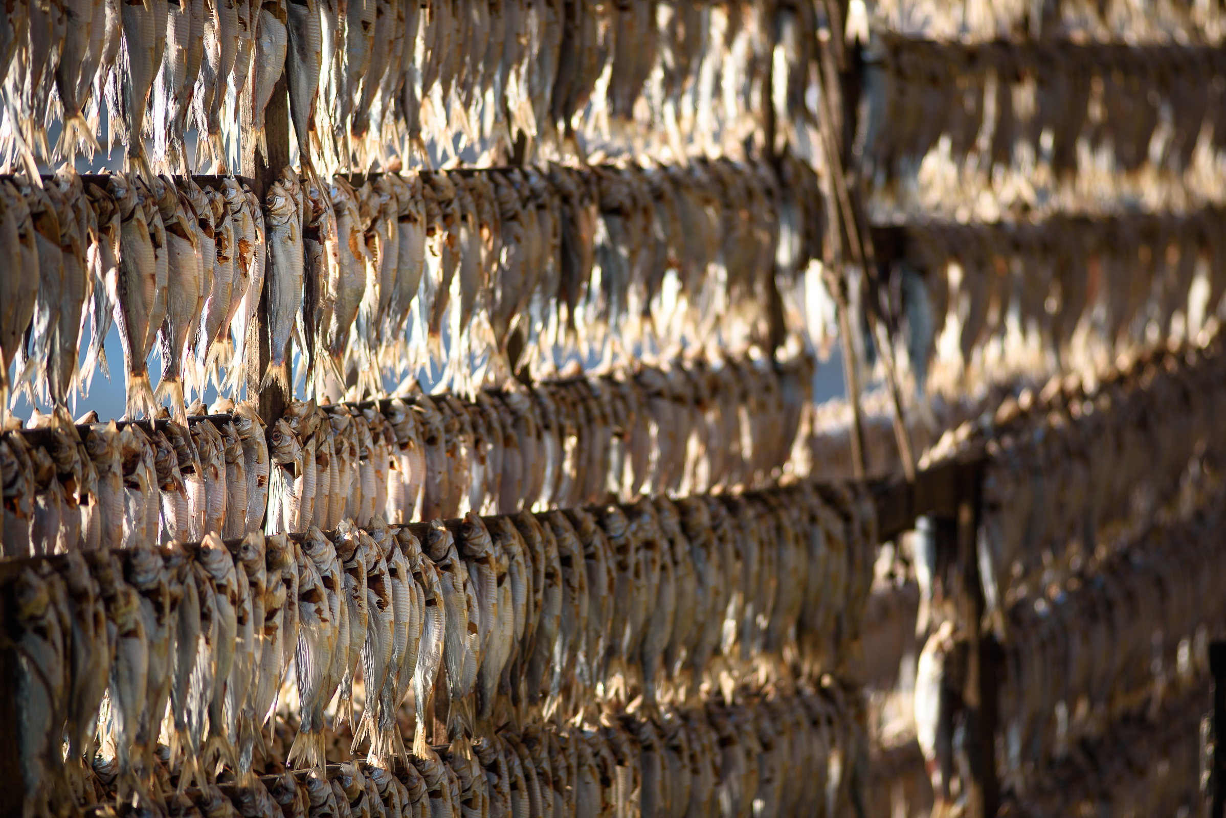 Sardines of the lake to Monte Isola