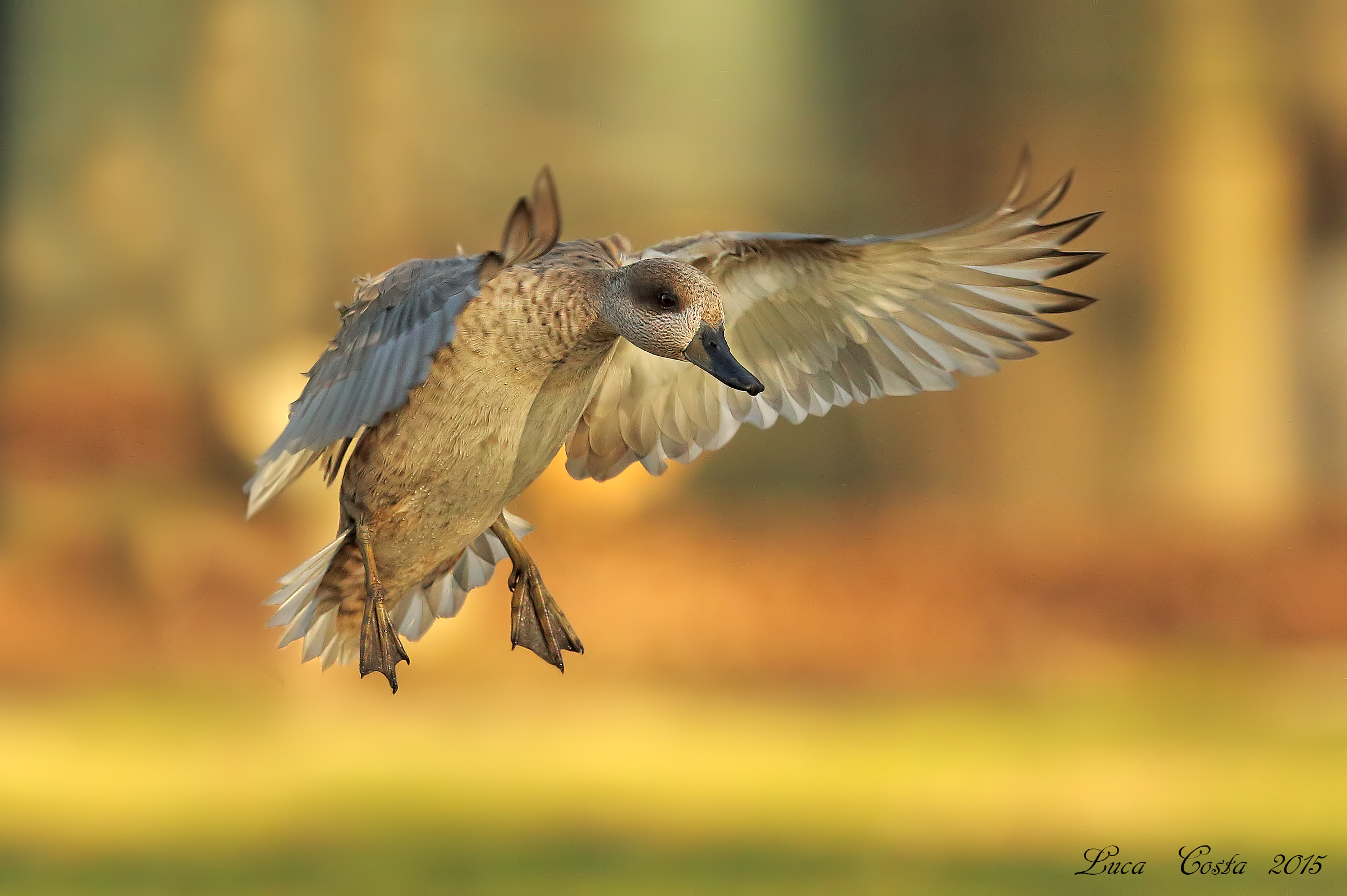 Night landing ............
