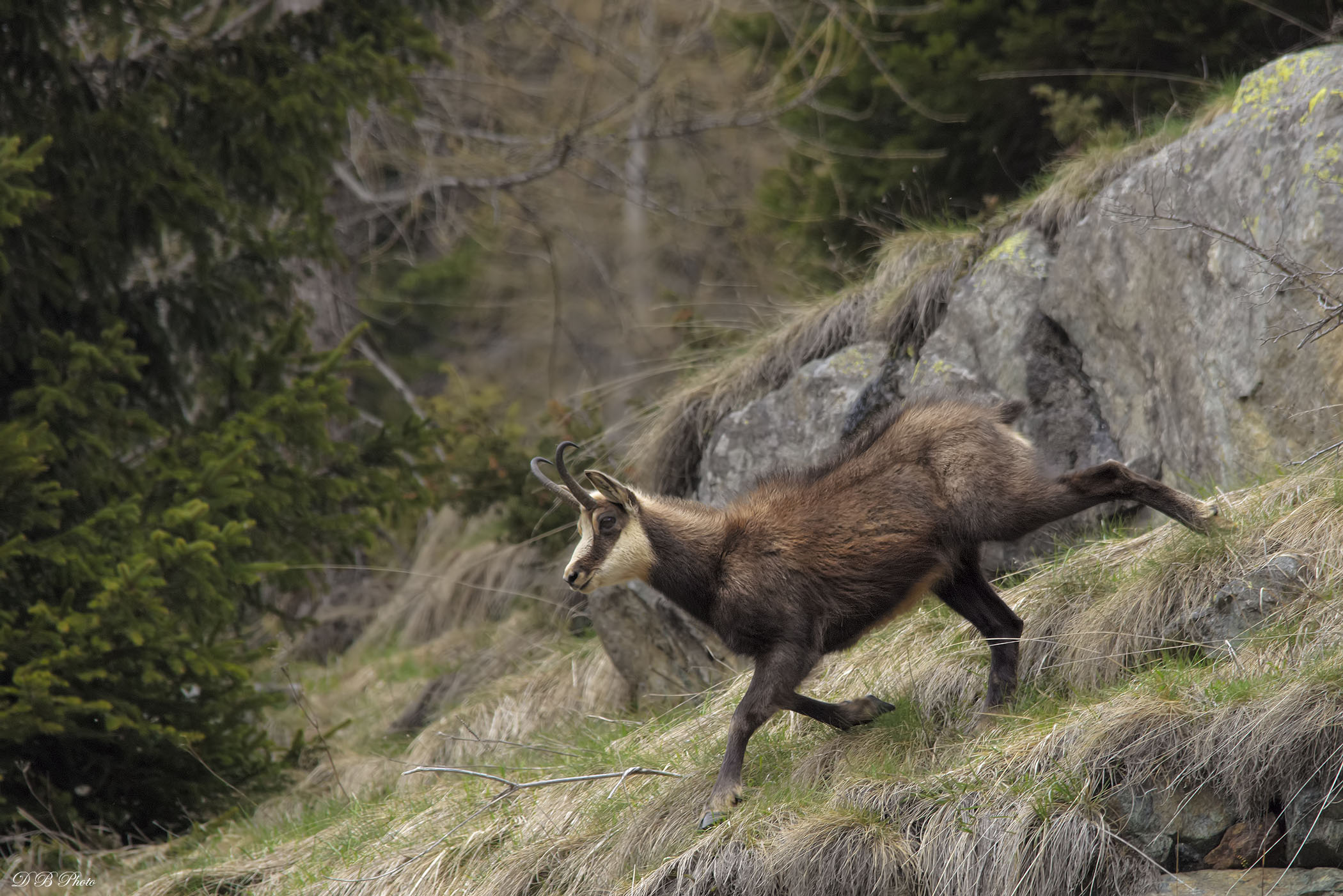 Chamois - Rupicapra rupicapra