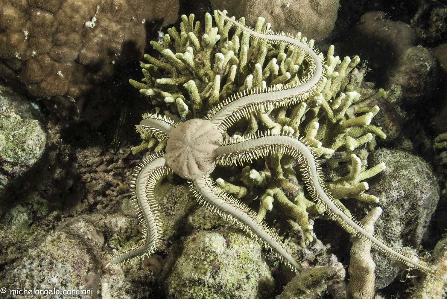 ophiarachna incrassata