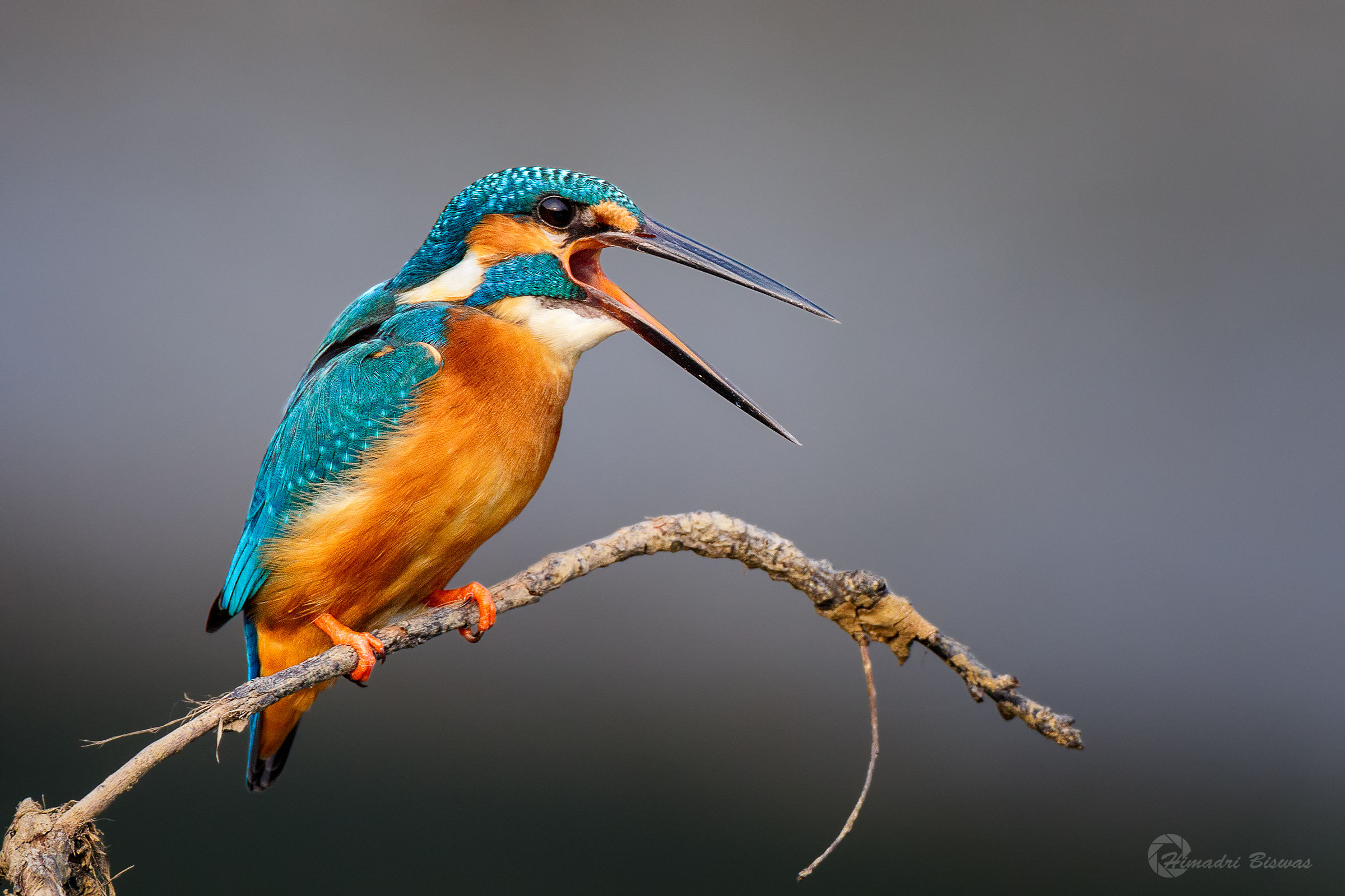 Common Kingfisher